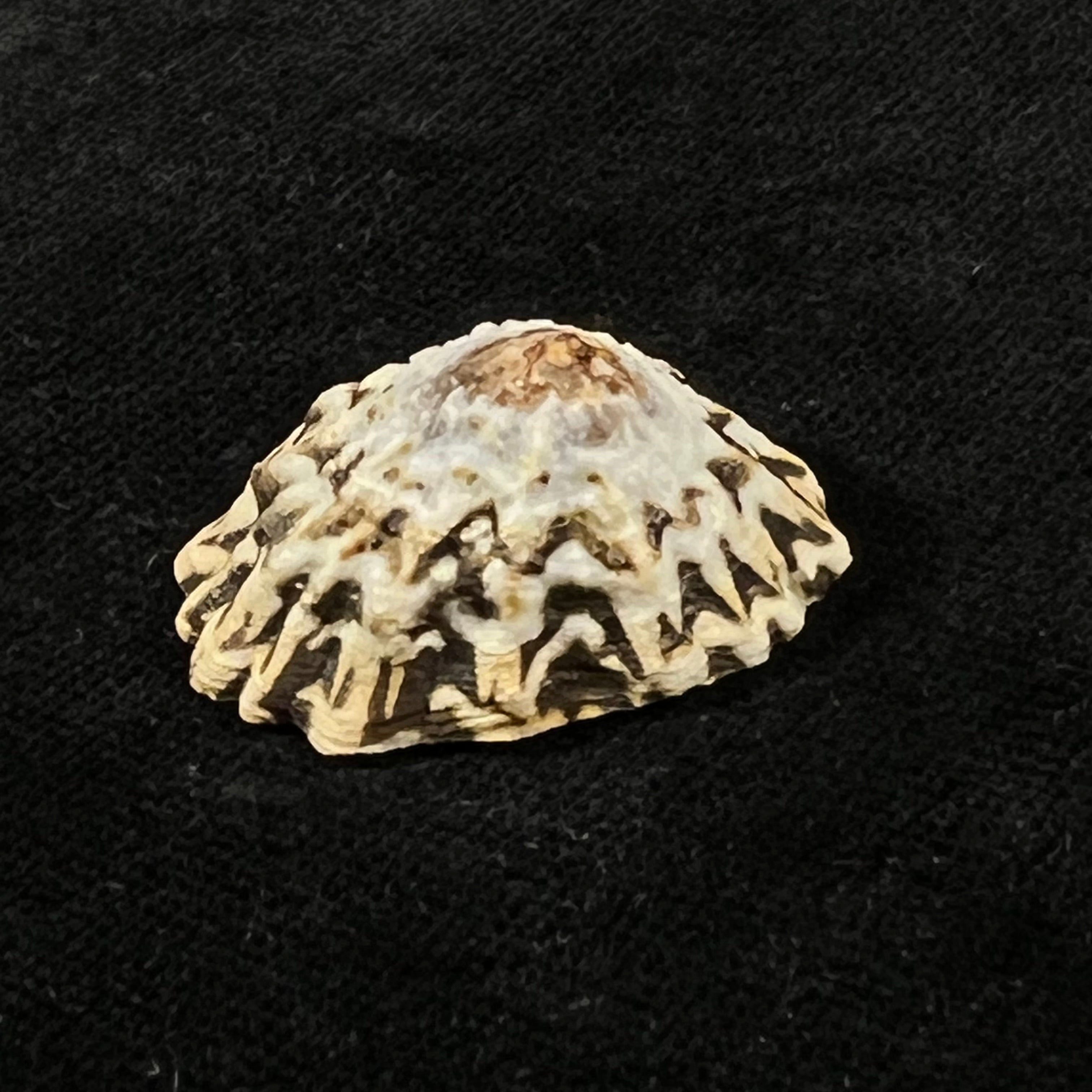 Scurria zebrina (R. P. Lesson, 1831) - 29,3mm