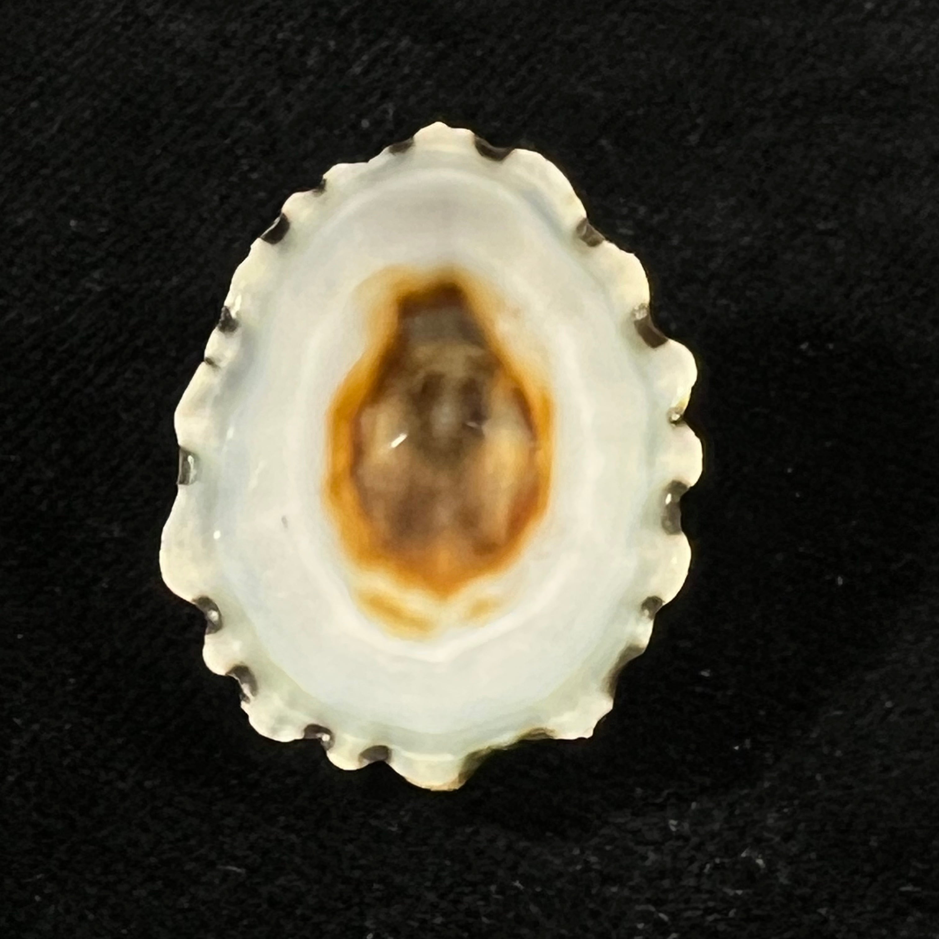 Scurria zebrina (R. P. Lesson, 1831) - 29,3mm