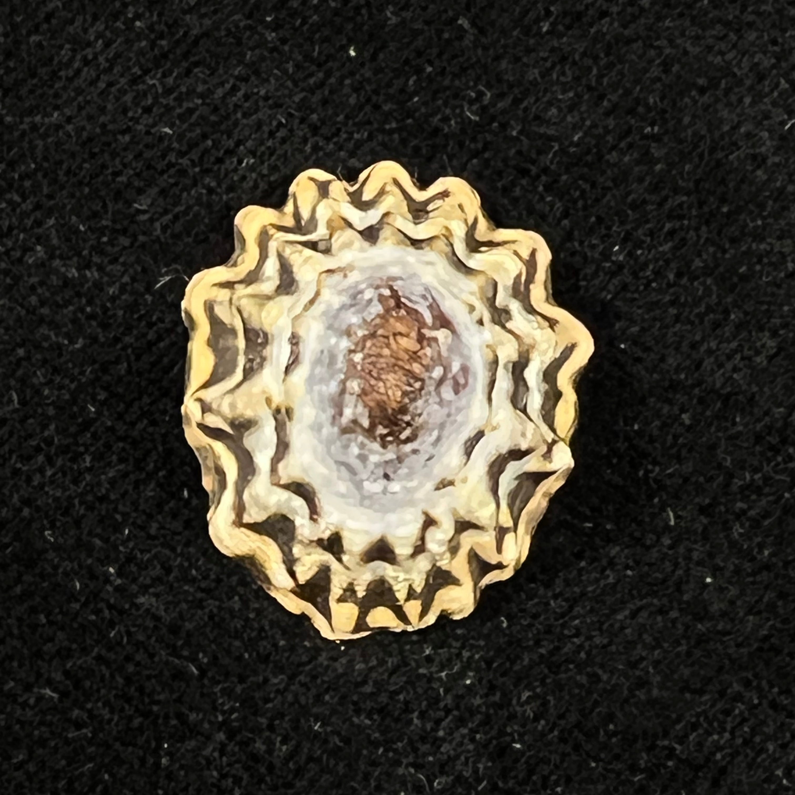 Scurria zebrina (R. P. Lesson, 1831) - 26,6mm