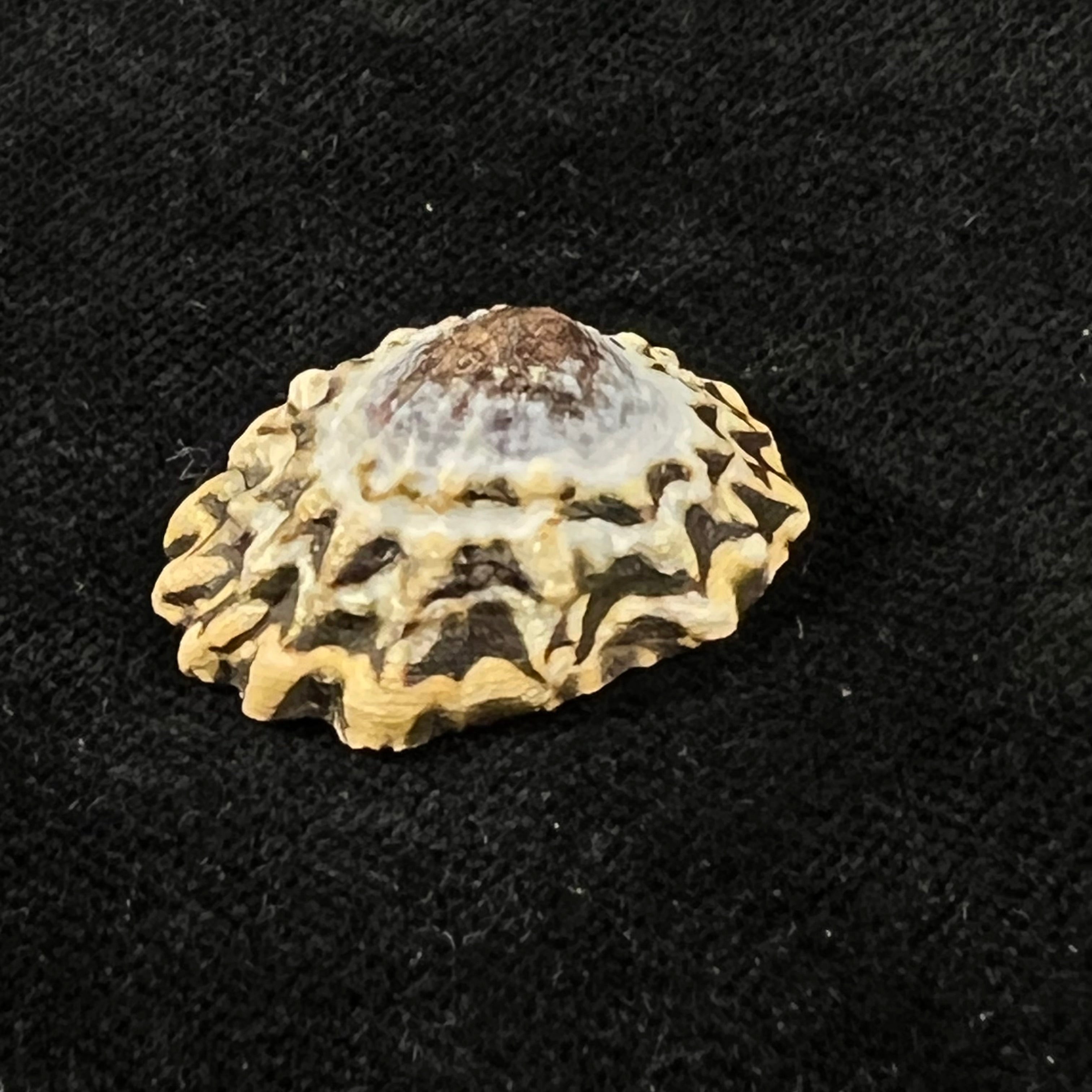 Scurria zebrina (R. P. Lesson, 1831) - 26,6mm