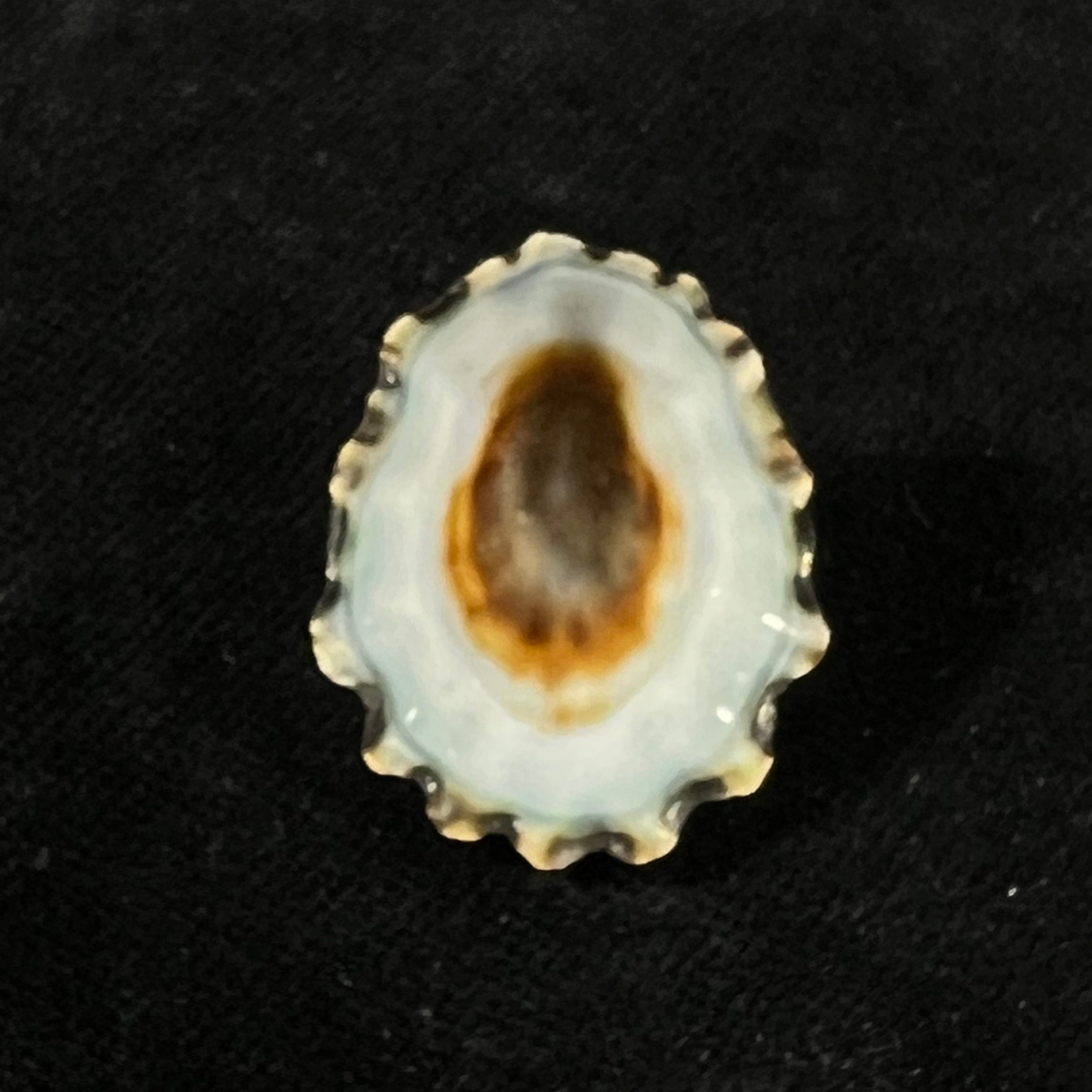 Scurria zebrina (R. P. Lesson, 1831) - 26,6mm