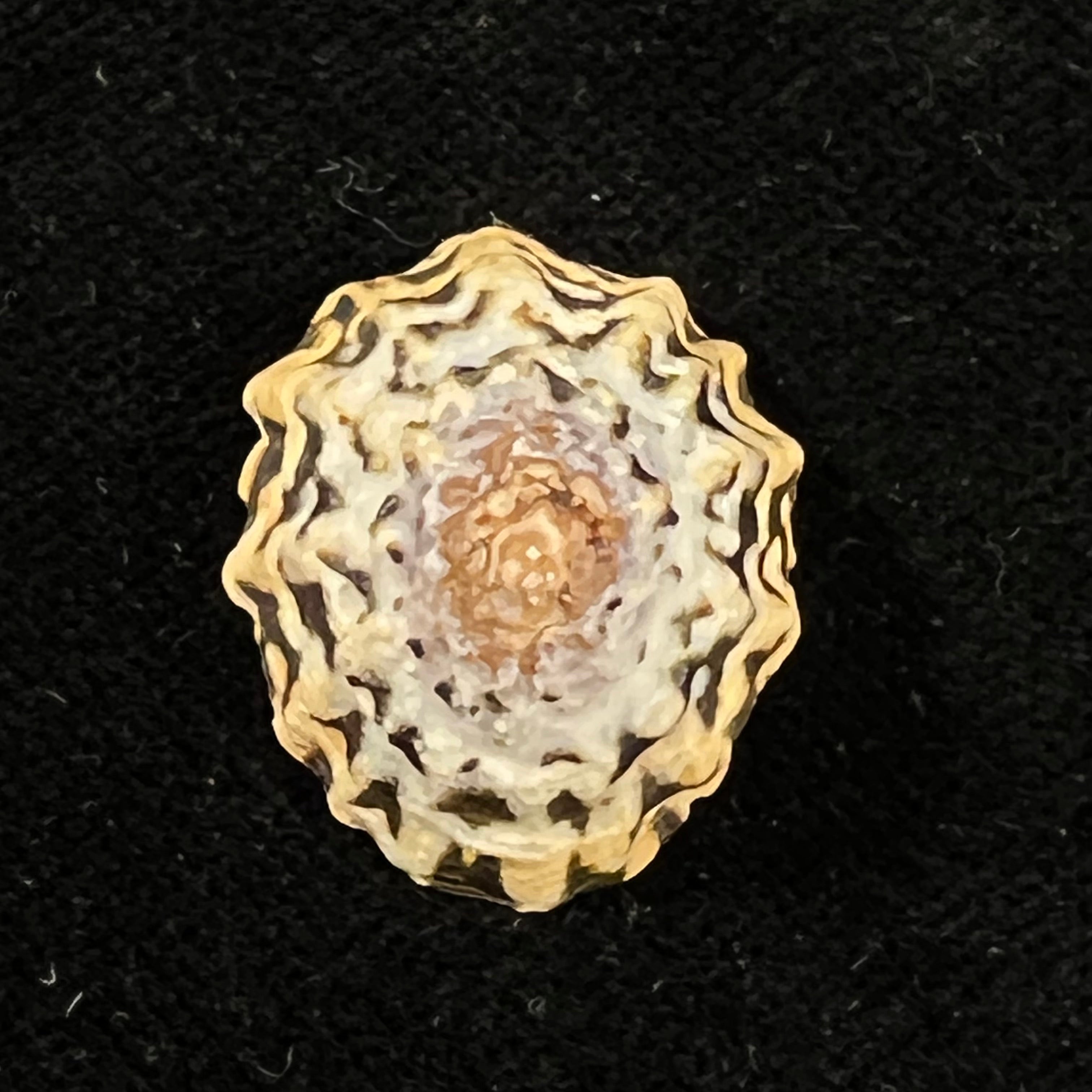 Scurria zebrina (R. P. Lesson, 1831) - 25,7mm