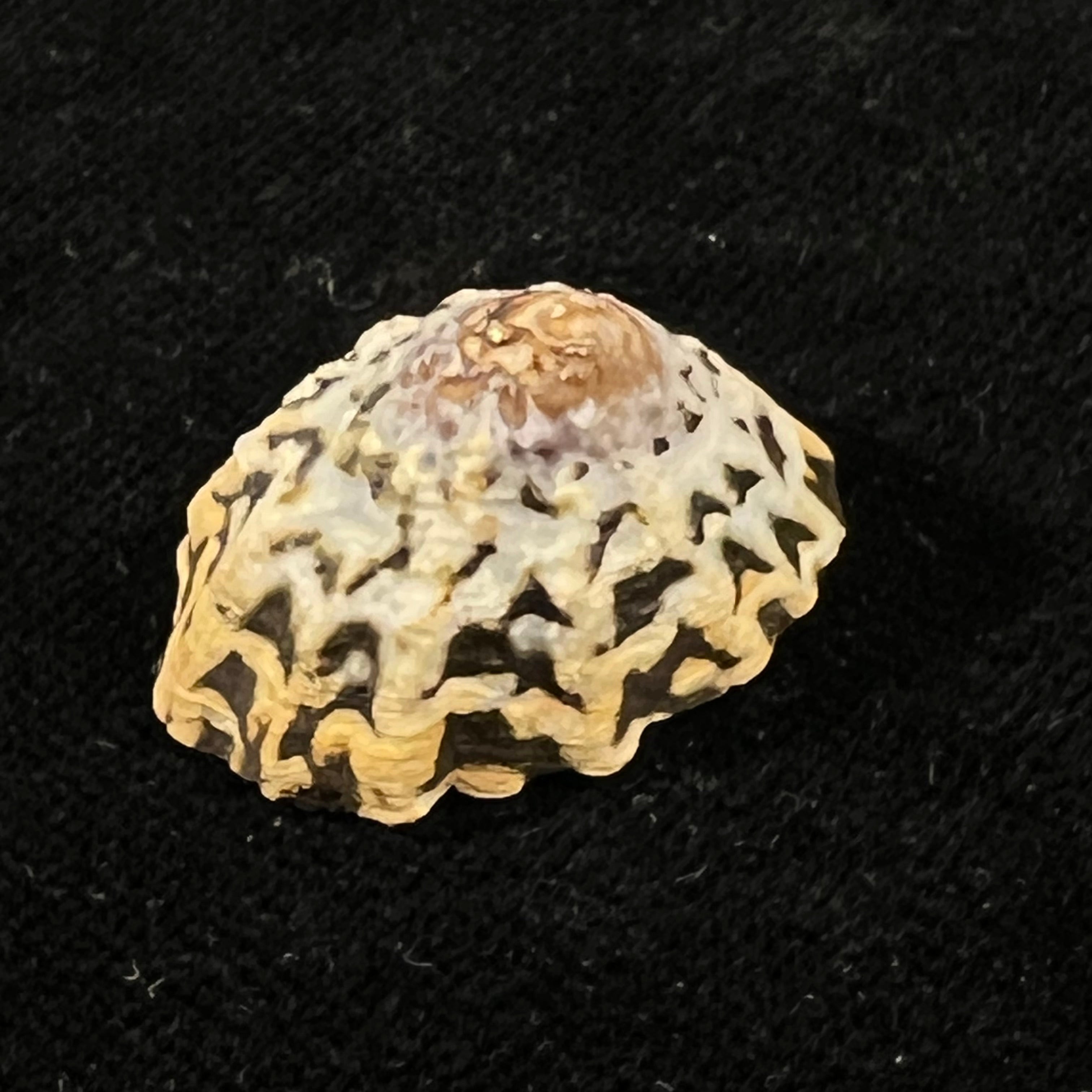 Scurria zebrina (R. P. Lesson, 1831) - 25,7mm