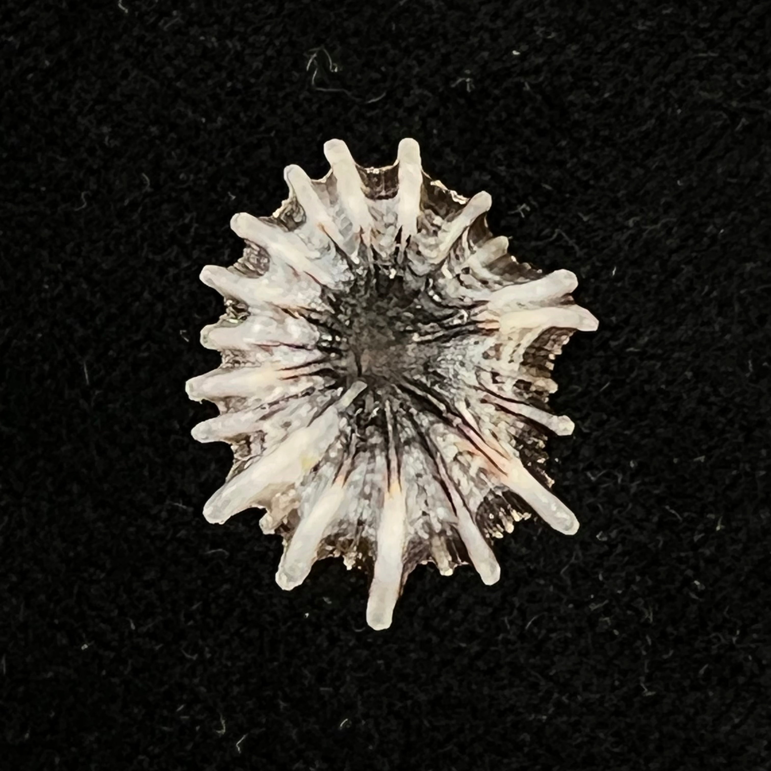 Siphonaria sipho G. B. Sowerby I, 1823 - 23,2mm