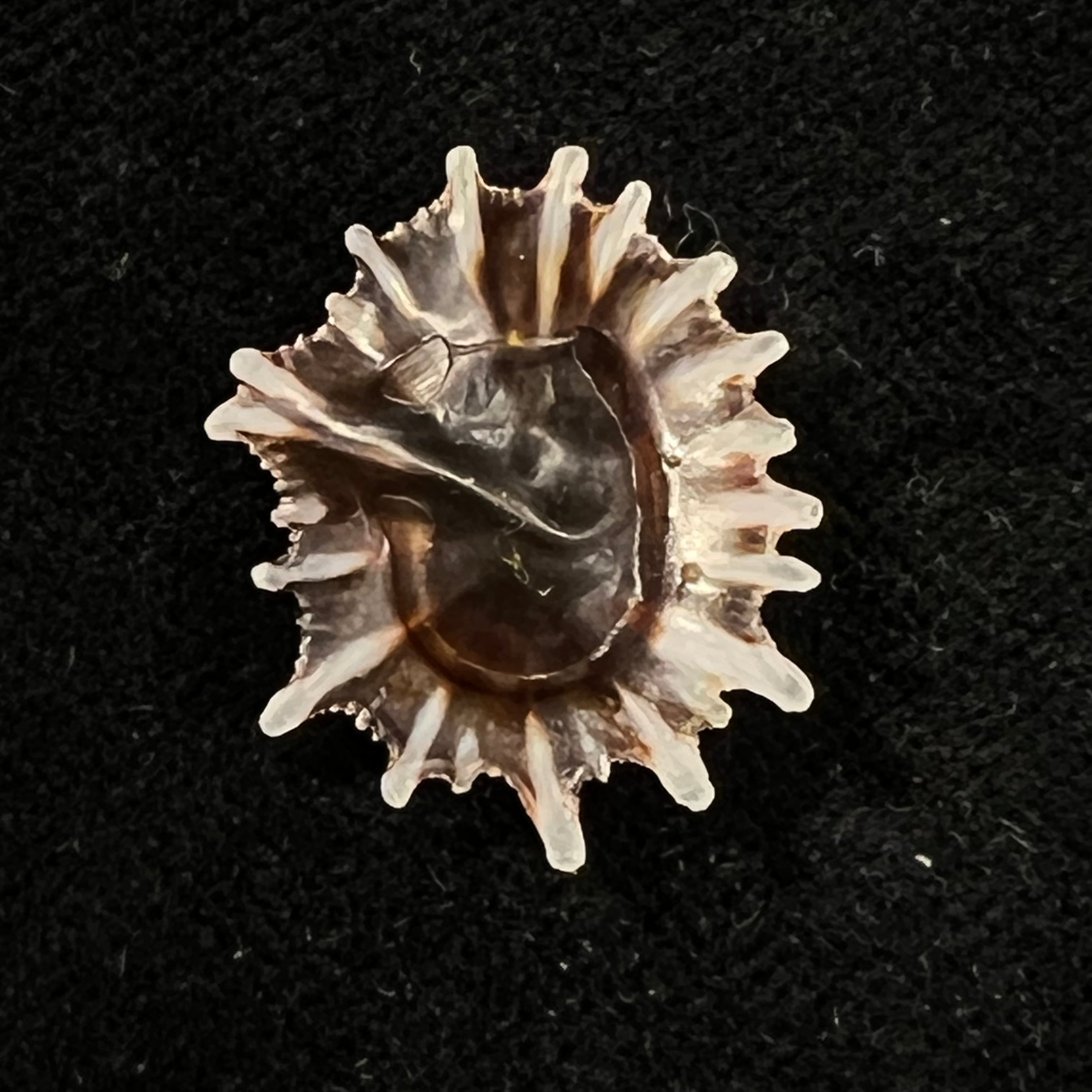 Siphonaria sipho G. B. Sowerby I, 1823 - 23,2mm