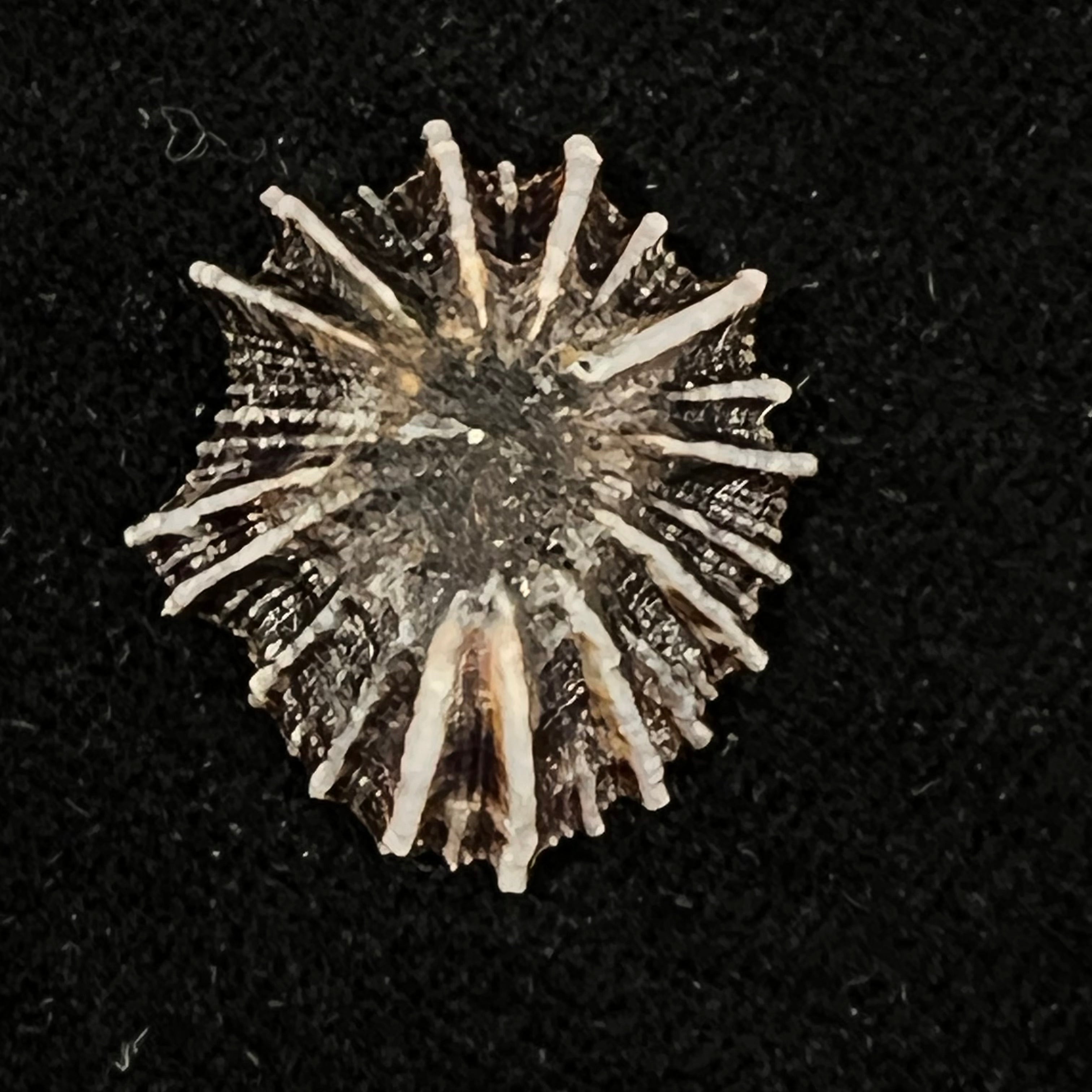 Siphonaria sipho G. B. Sowerby I, 1823 - 26,6mm