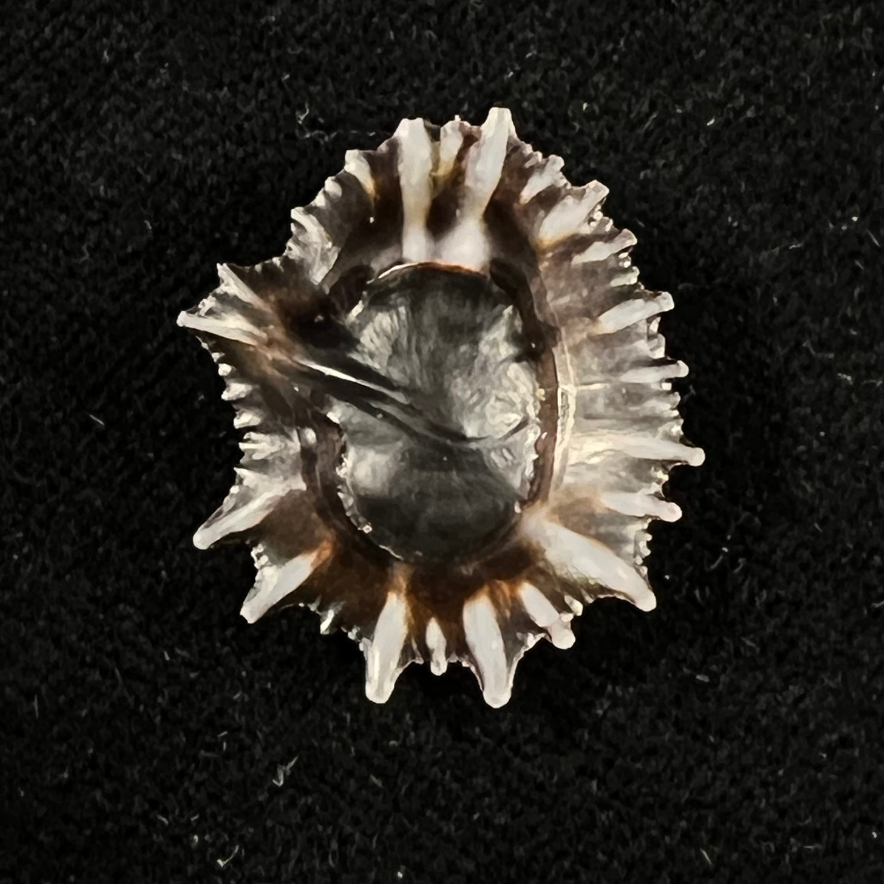 Siphonaria sipho G. B. Sowerby I, 1823 - 26,6mm