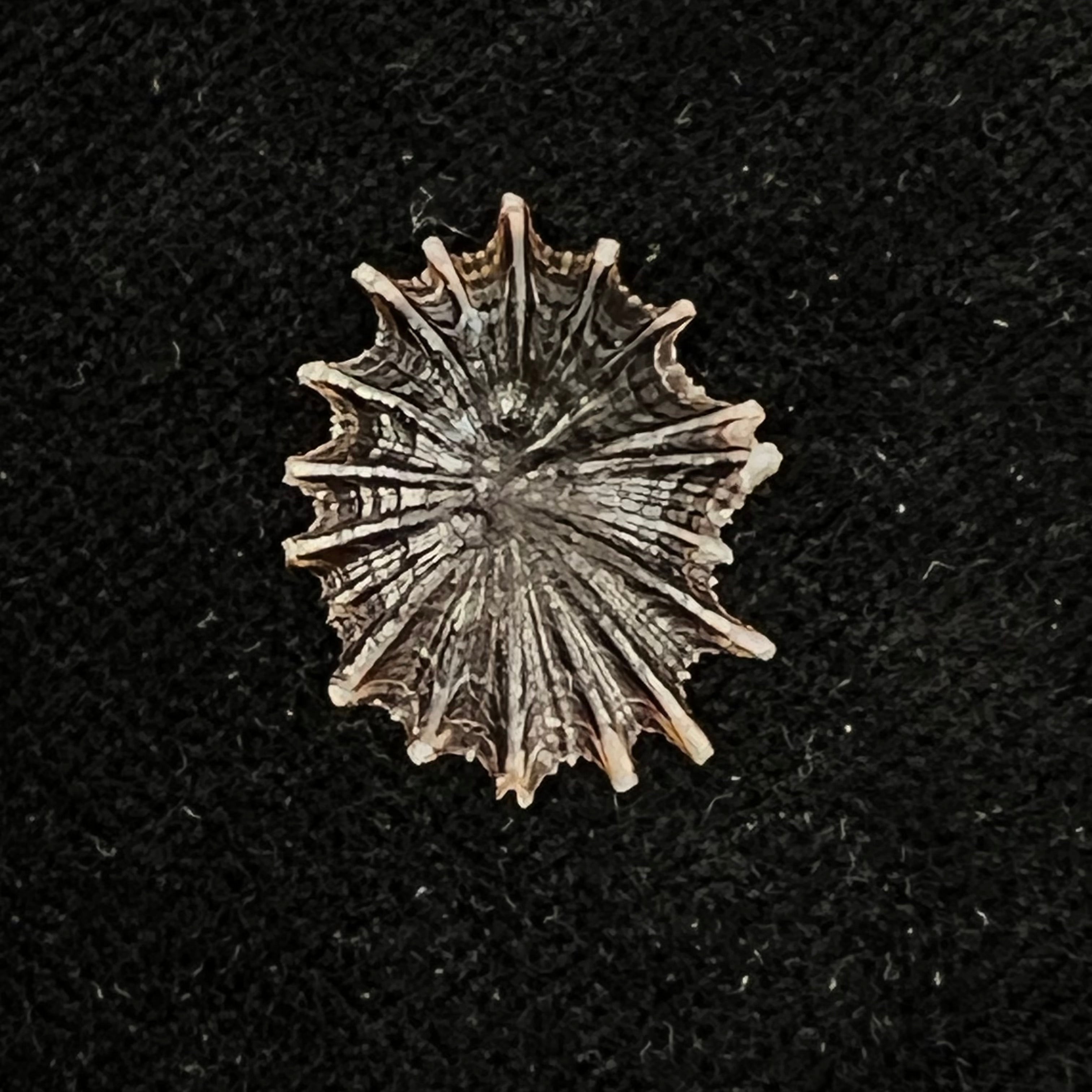 Siphonaria sipho G. B. Sowerby I, 1823 - 20,3mm