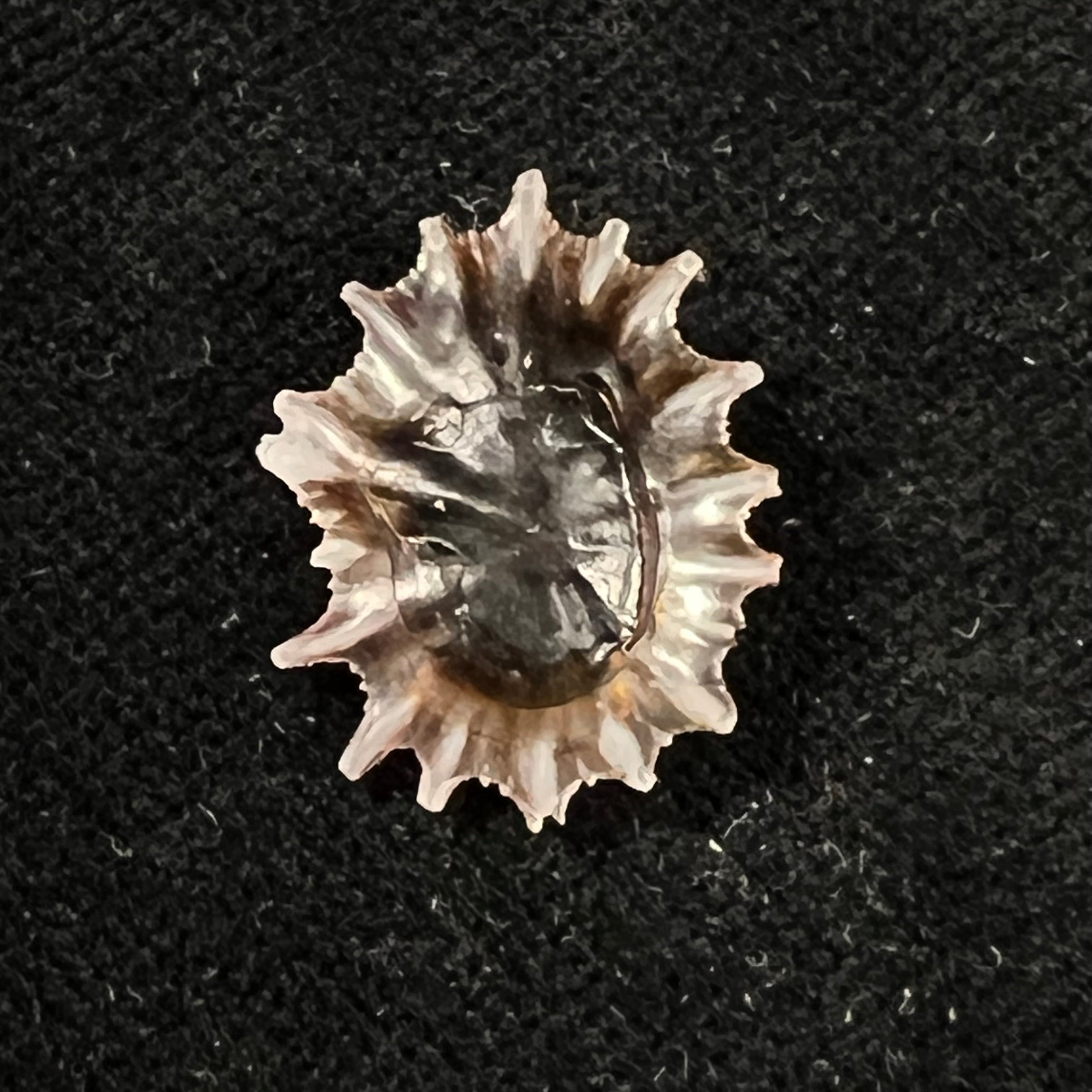 Siphonaria sipho G. B. Sowerby I, 1823 - 20,3mm