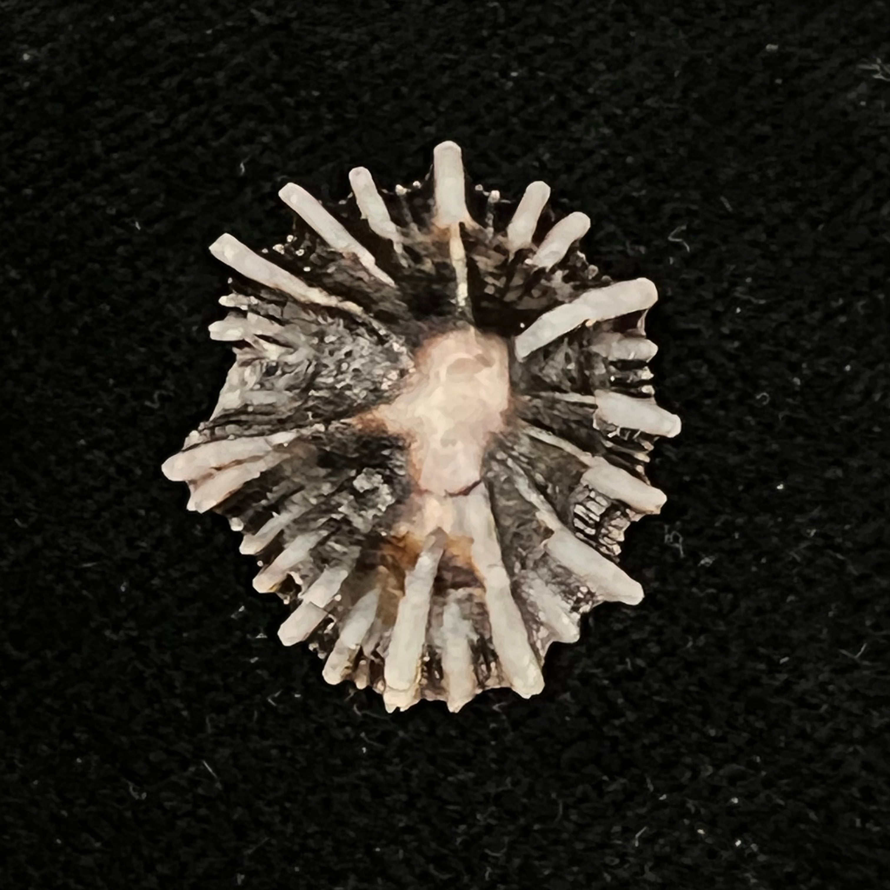 Siphonaria sipho G. B. Sowerby I, 1823 - 22,5mm