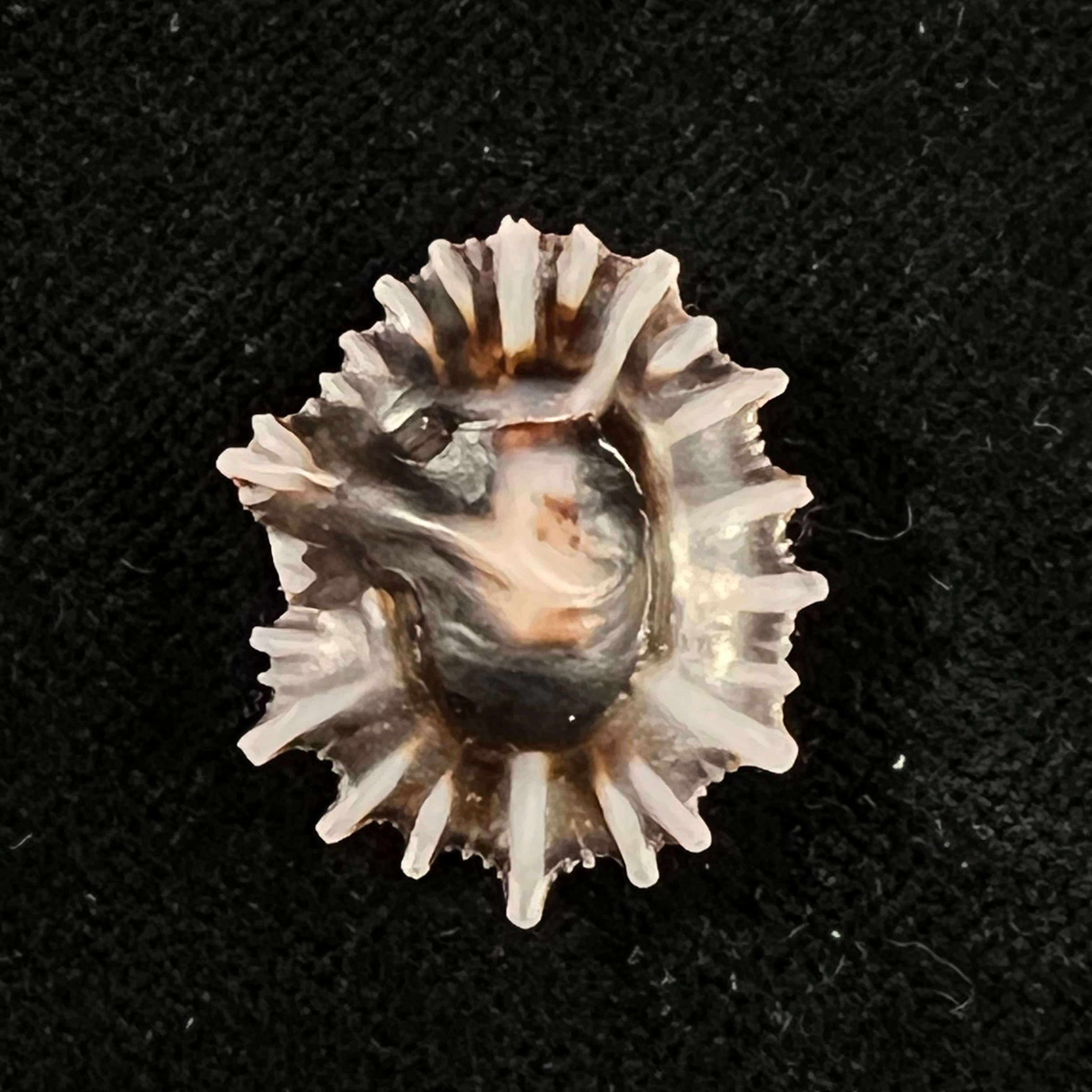 Siphonaria sipho G. B. Sowerby I, 1823 - 22,5mm