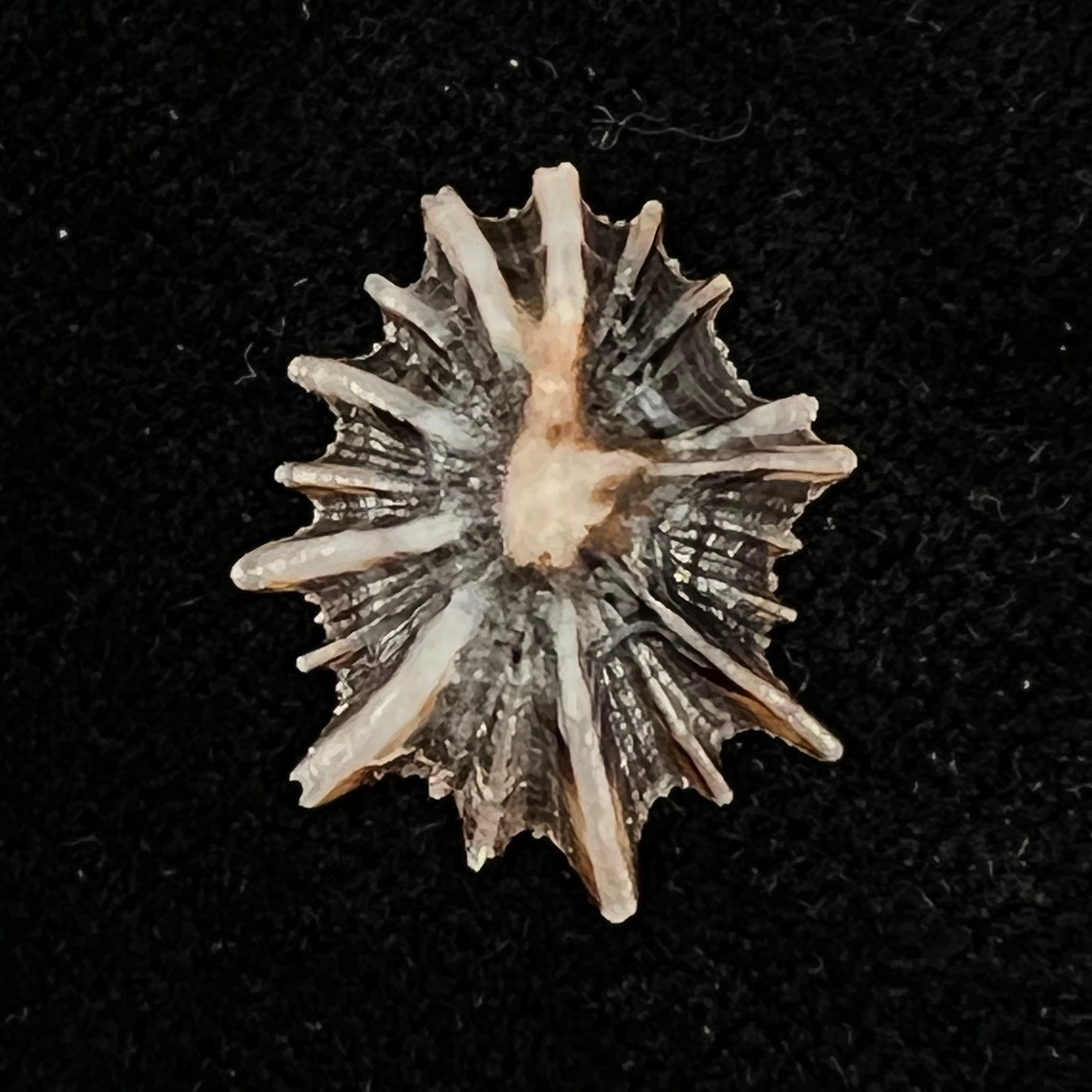 Siphonaria sipho G. B. Sowerby I, 1823 - 21,4mm