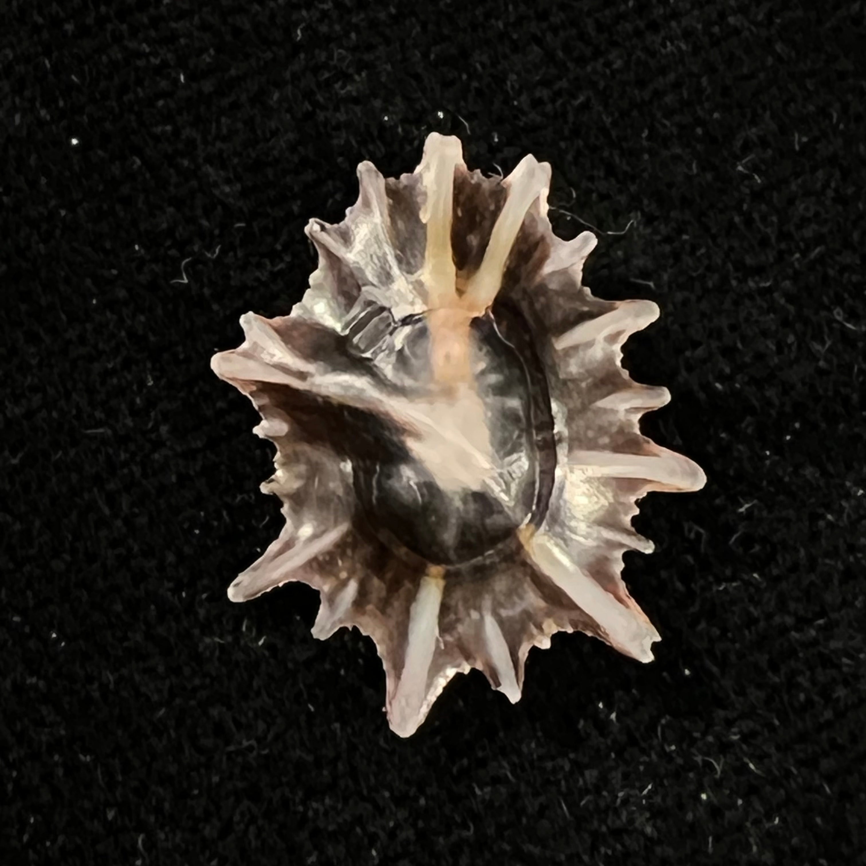 Siphonaria sipho G. B. Sowerby I, 1823 - 21,4mm