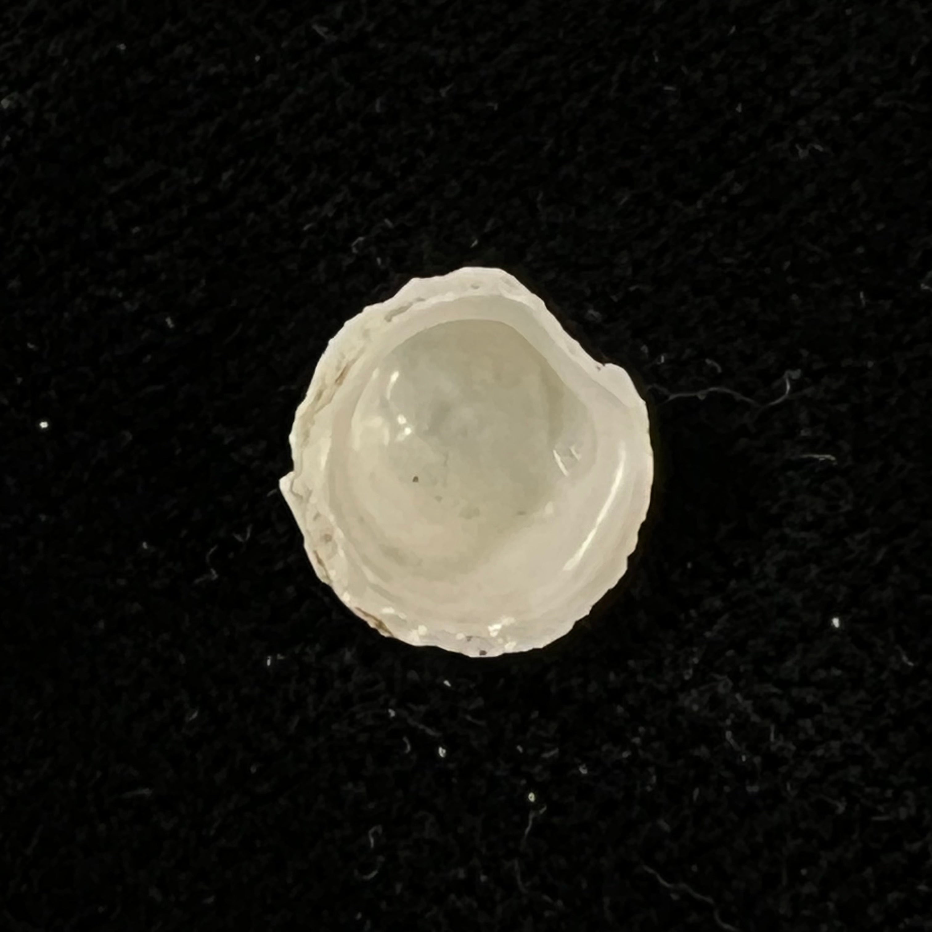 Hipponix antiquatus (Linnaeus, 1767) - 10,1mm