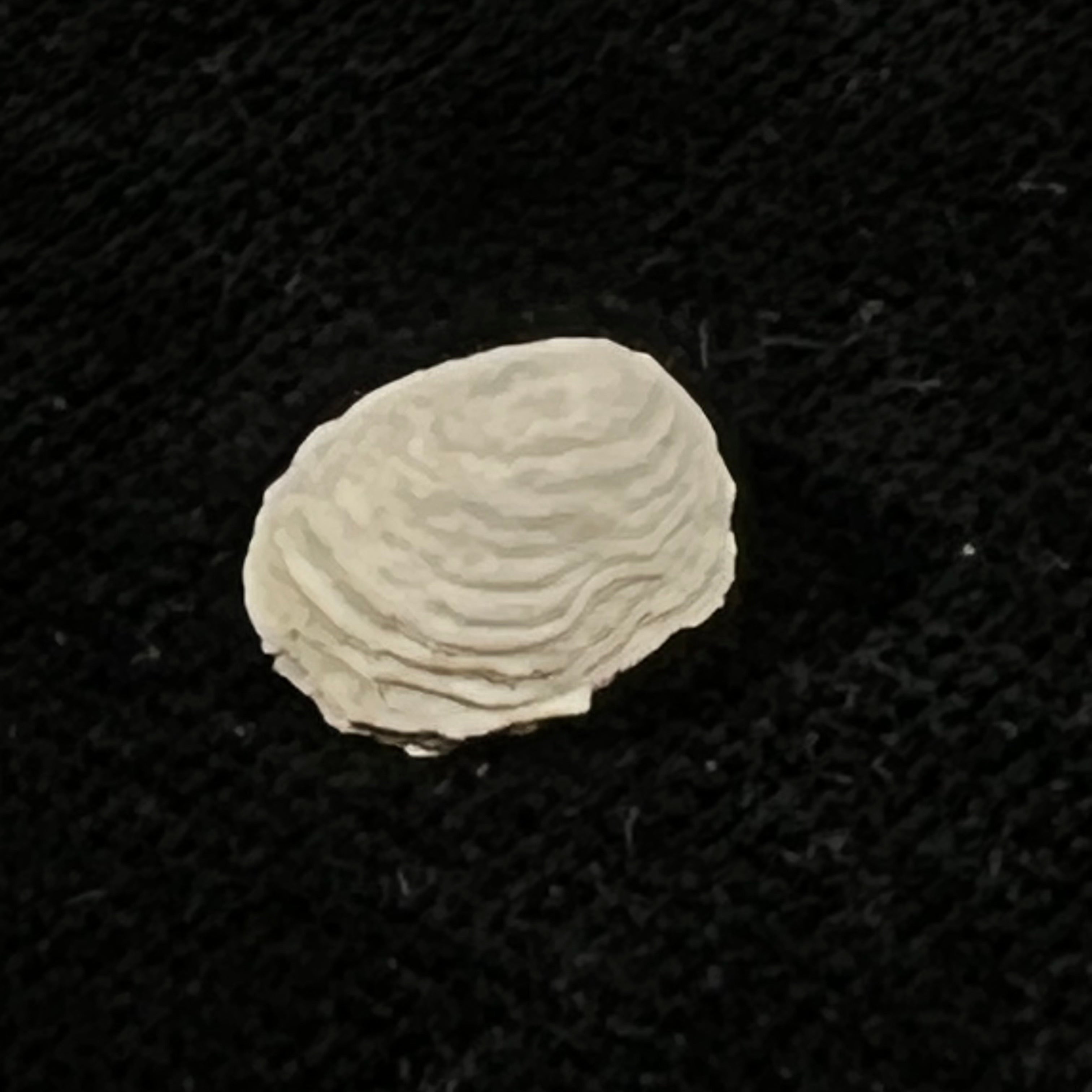 Hipponix antiquatus (Linnaeus, 1767) - 10,1mm