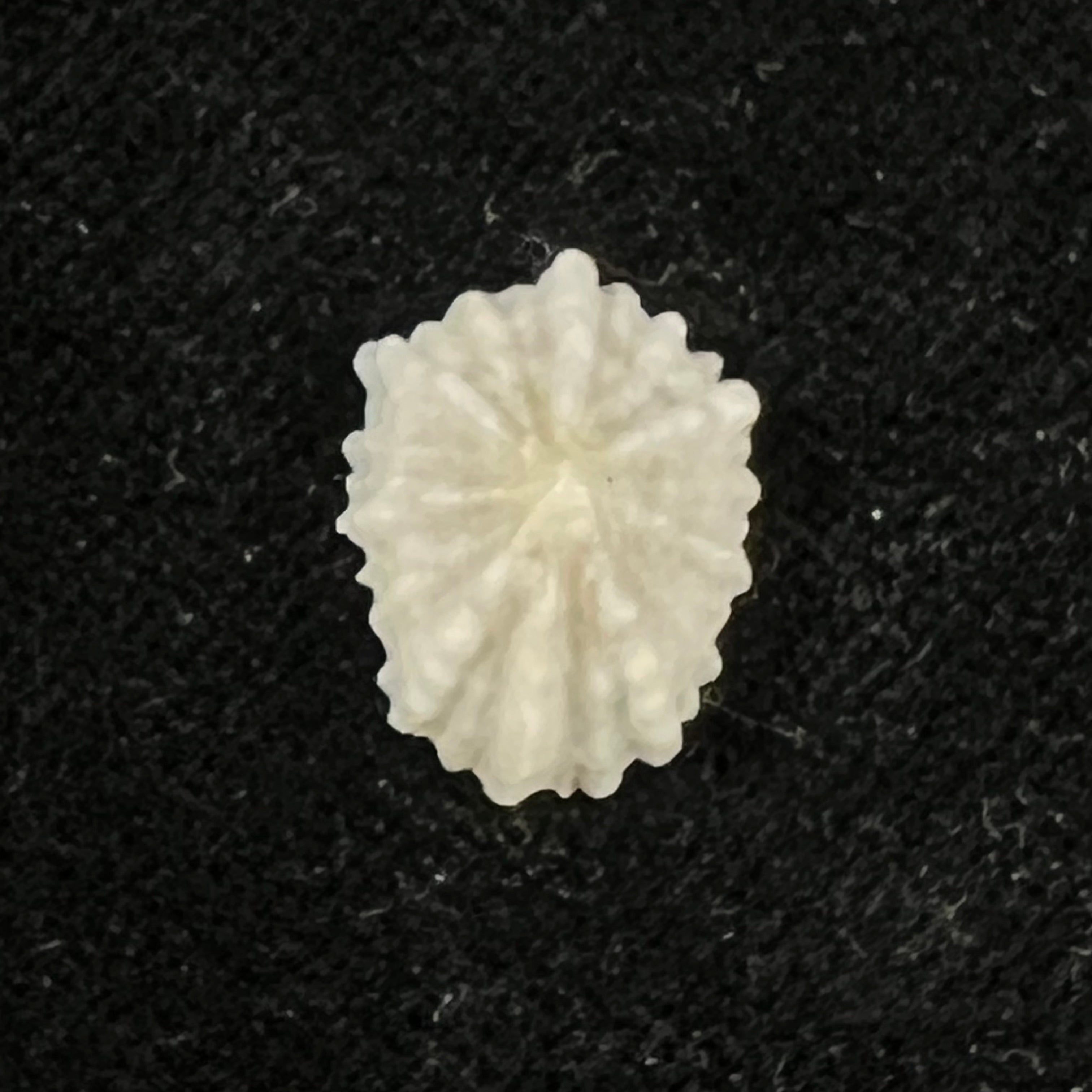 Hemitoma octoradiata (Gmelin, 1795) - 15,8mm