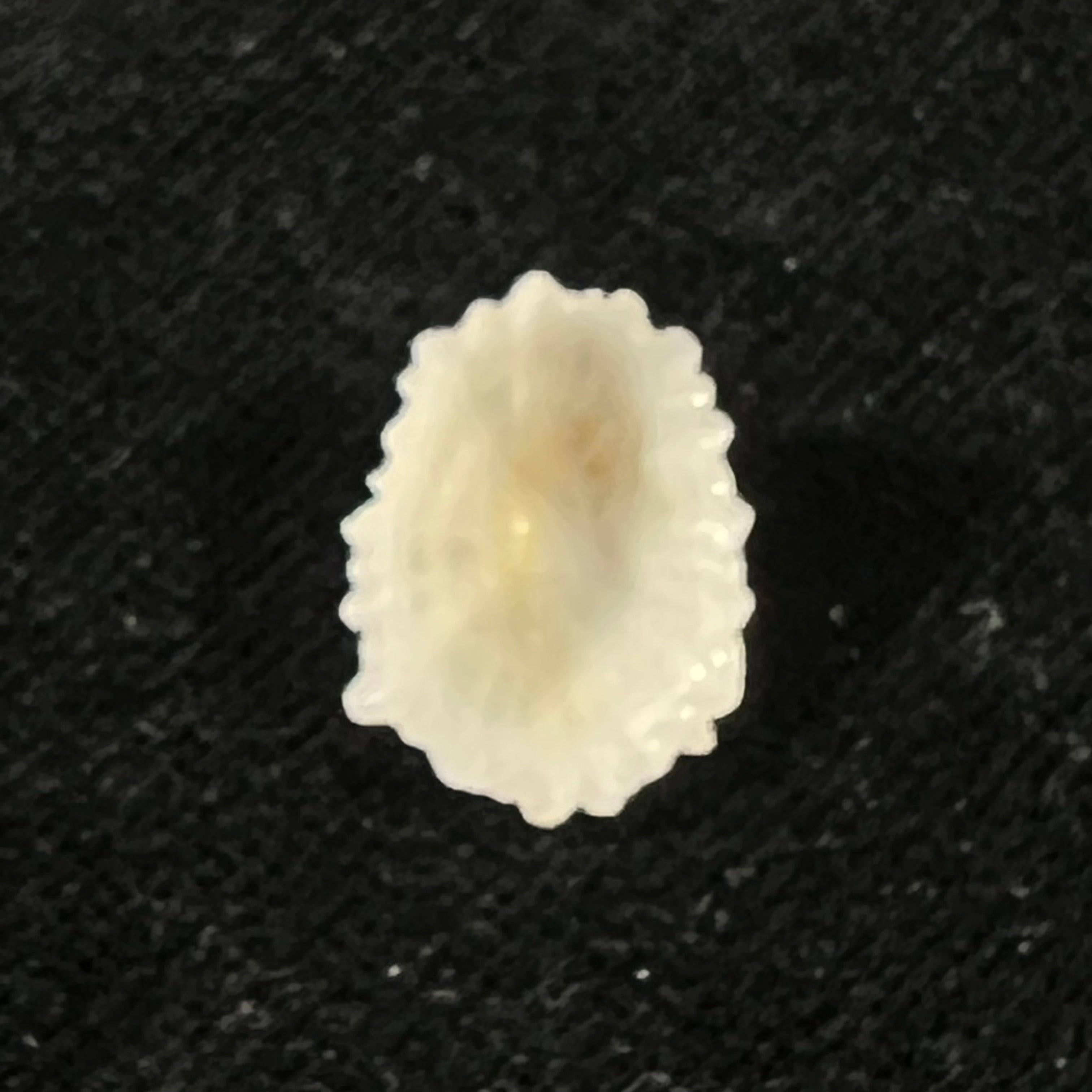 Hemitoma octoradiata (Gmelin, 1795) - 15,8mm