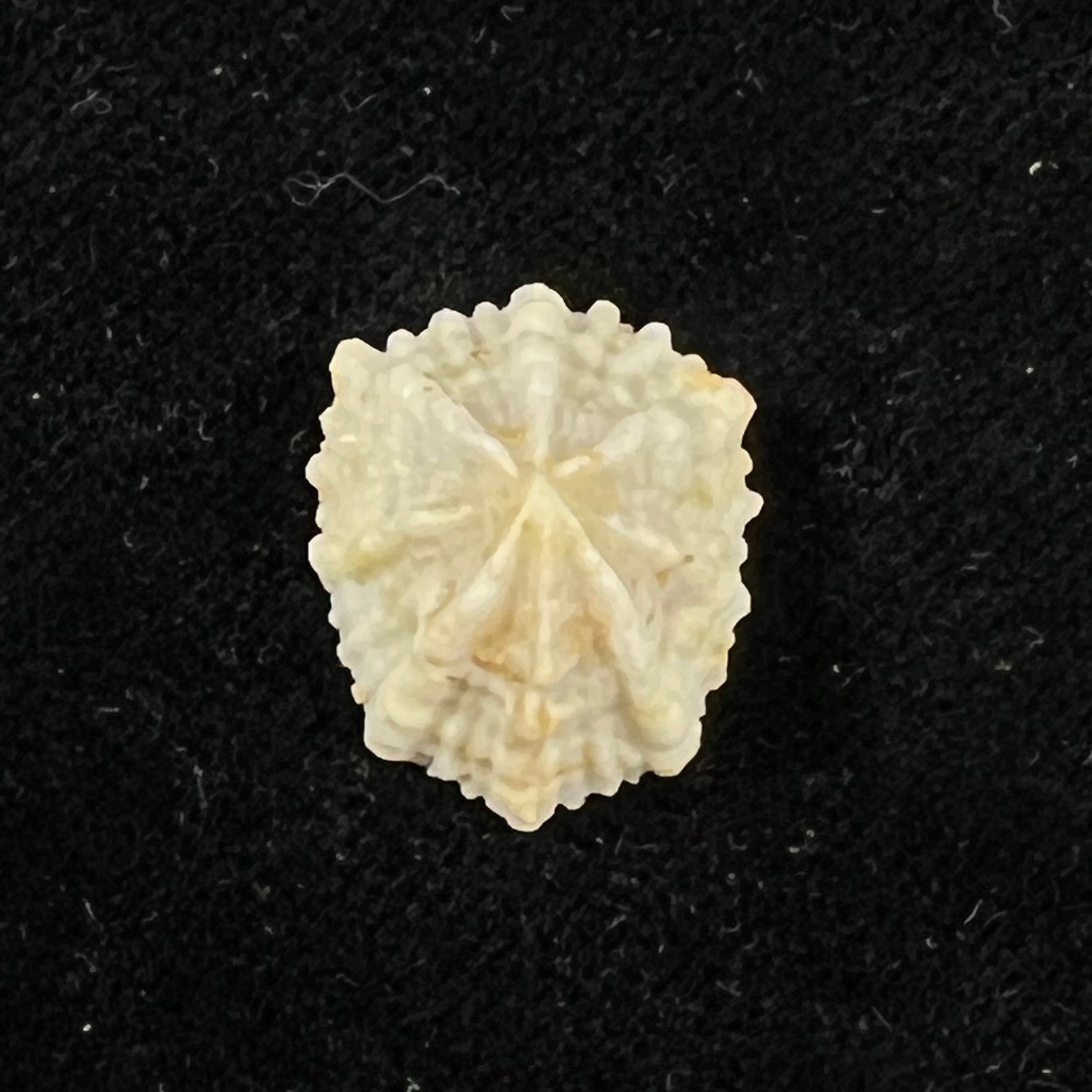 Hemitoma octoradiata (Gmelin, 1795) - 18,2mm