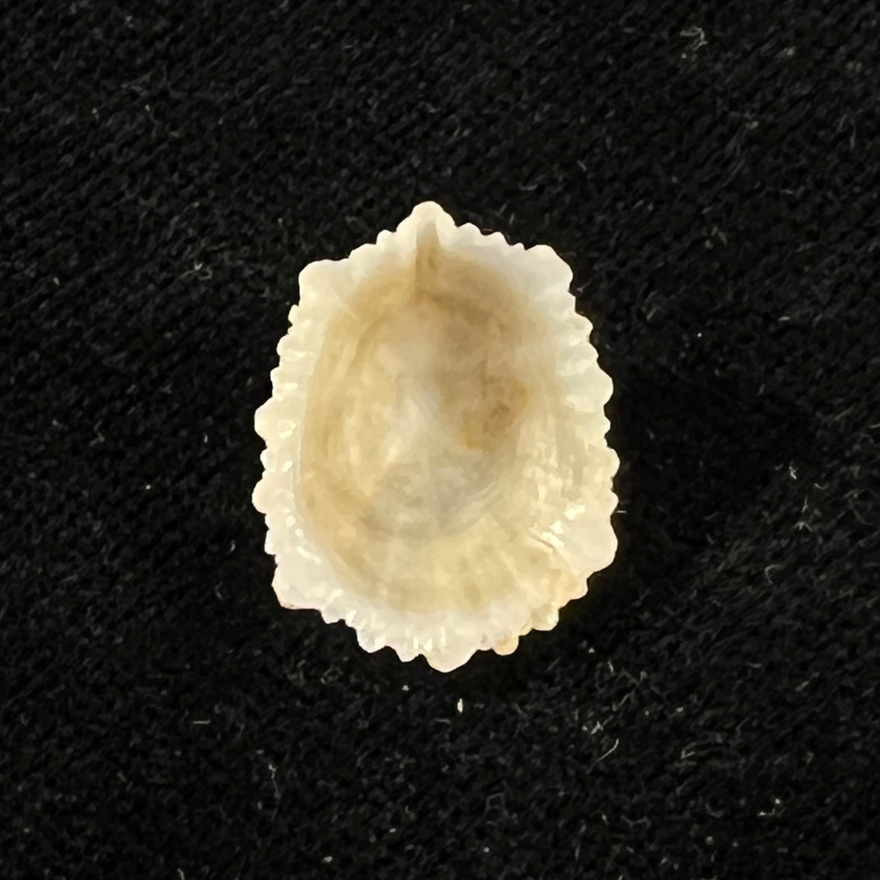 Hemitoma octoradiata (Gmelin, 1795) - 18,2mm