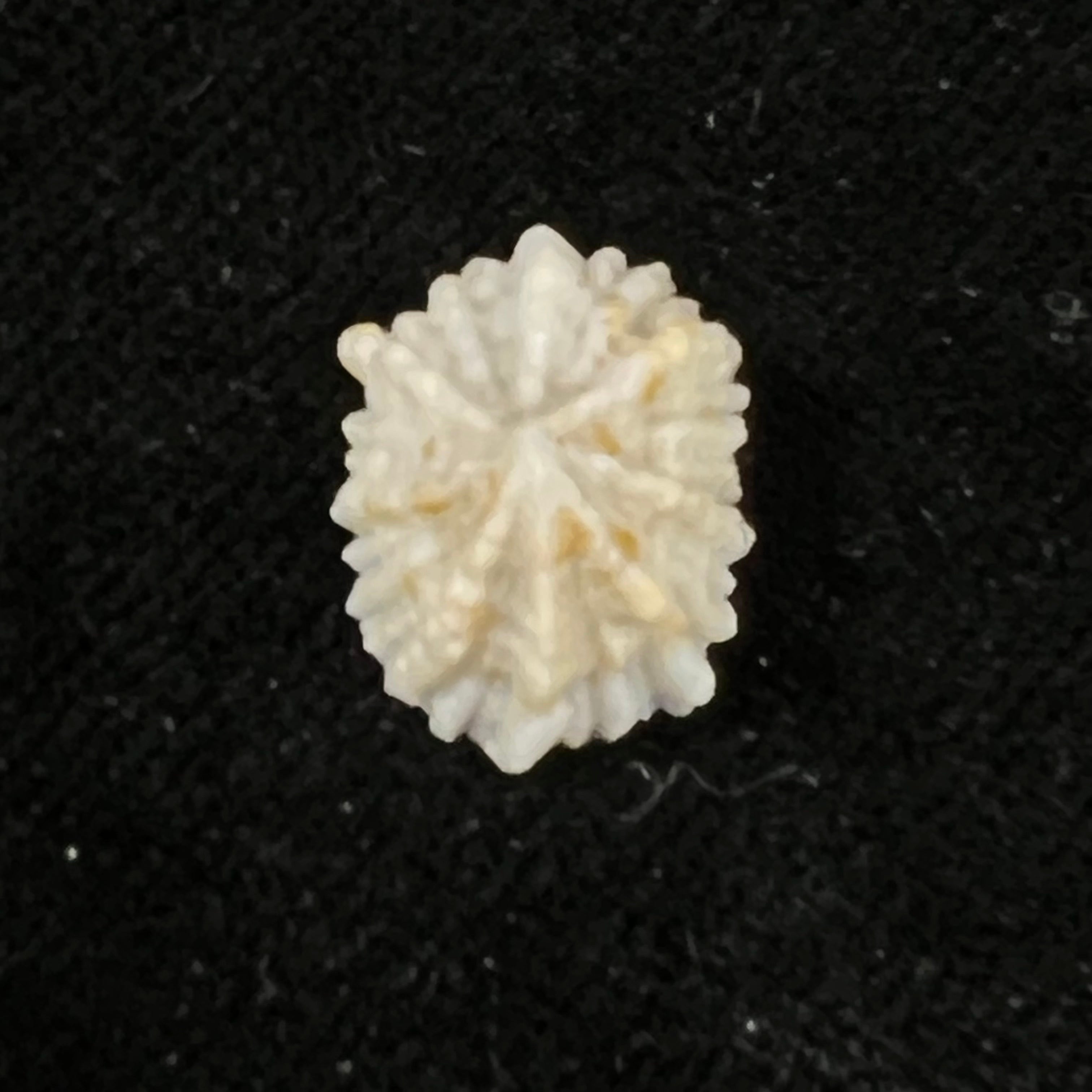 Hemitoma octoradiata (Gmelin, 1795) - 16,4mm