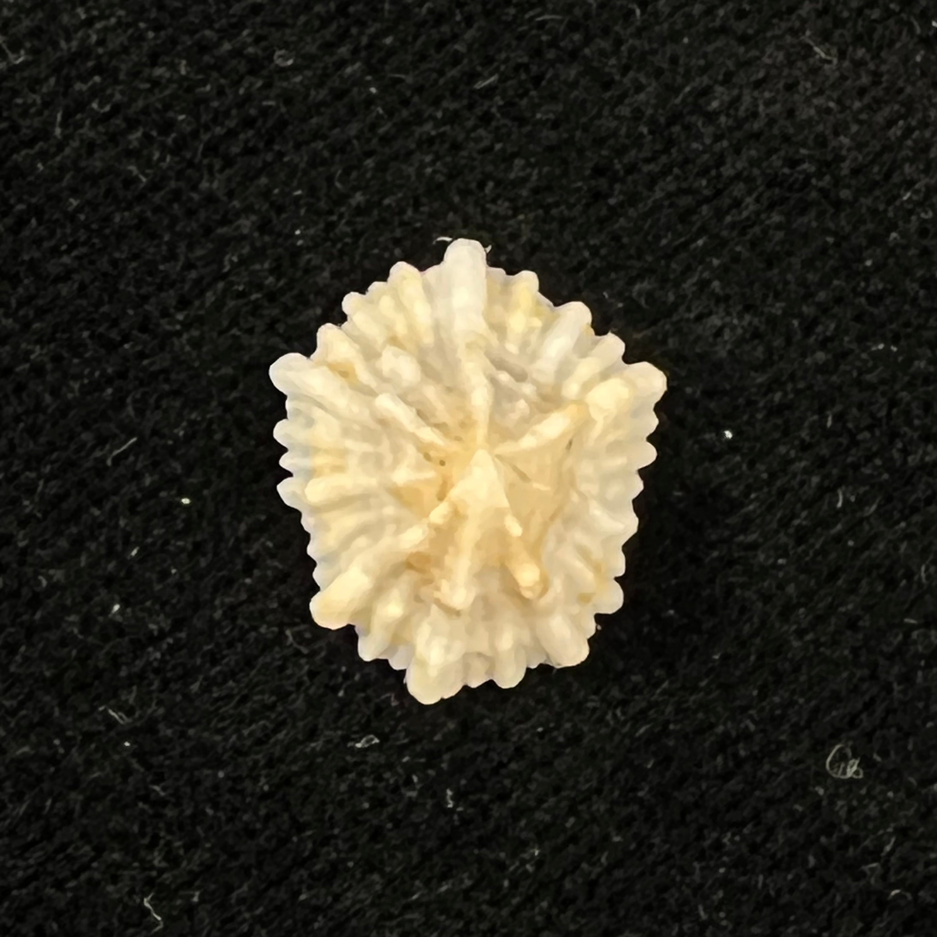 Hemitoma octoradiata (Gmelin, 1795) - 16,9mm