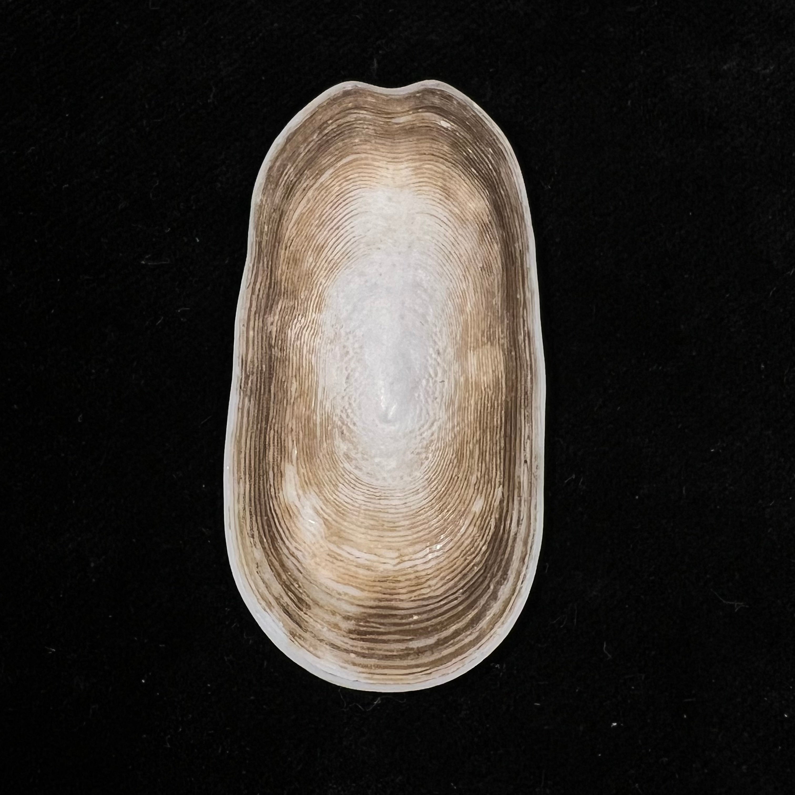 Scutus unguis (Linnaeus, 1758) - 53,2mm