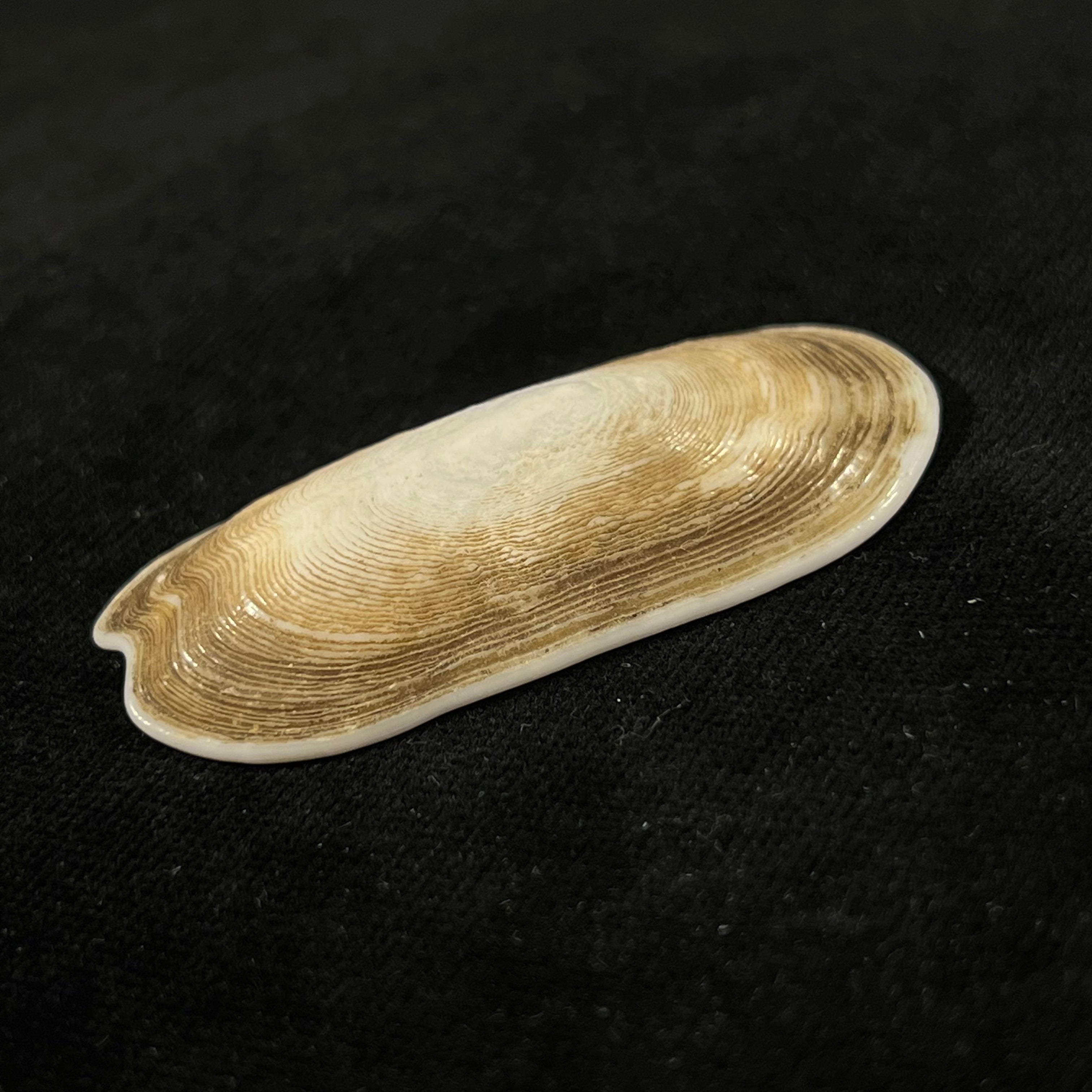 Scutus unguis (Linnaeus, 1758) - 53,2mm