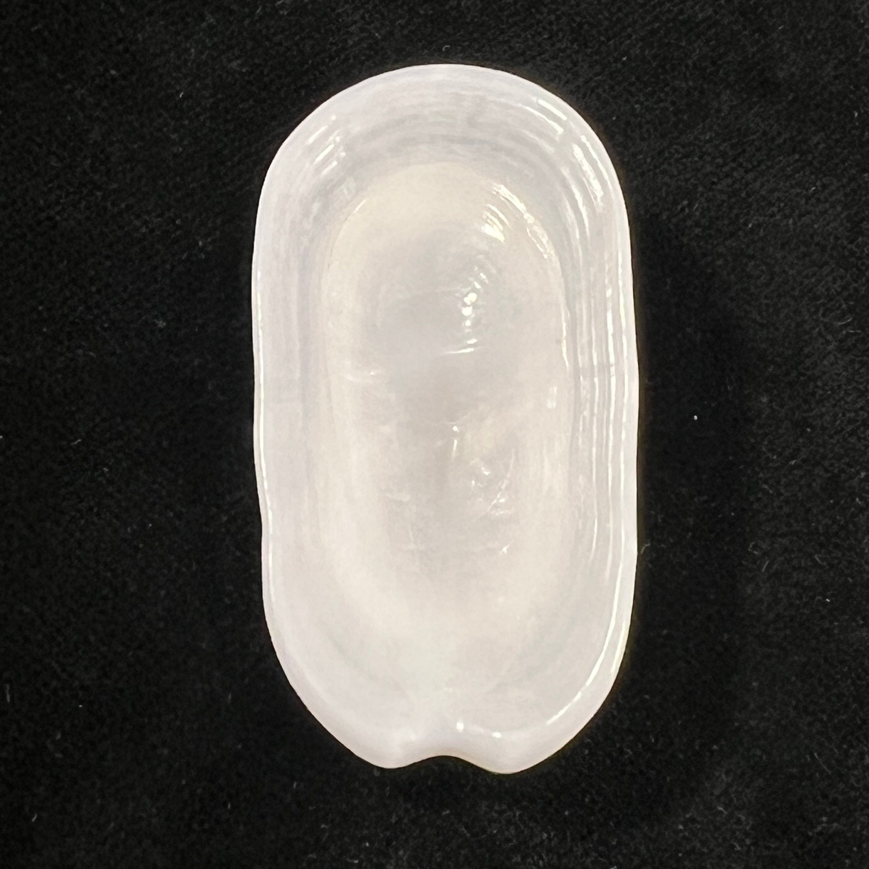 Scutus unguis (Linnaeus, 1758) - 53,2mm