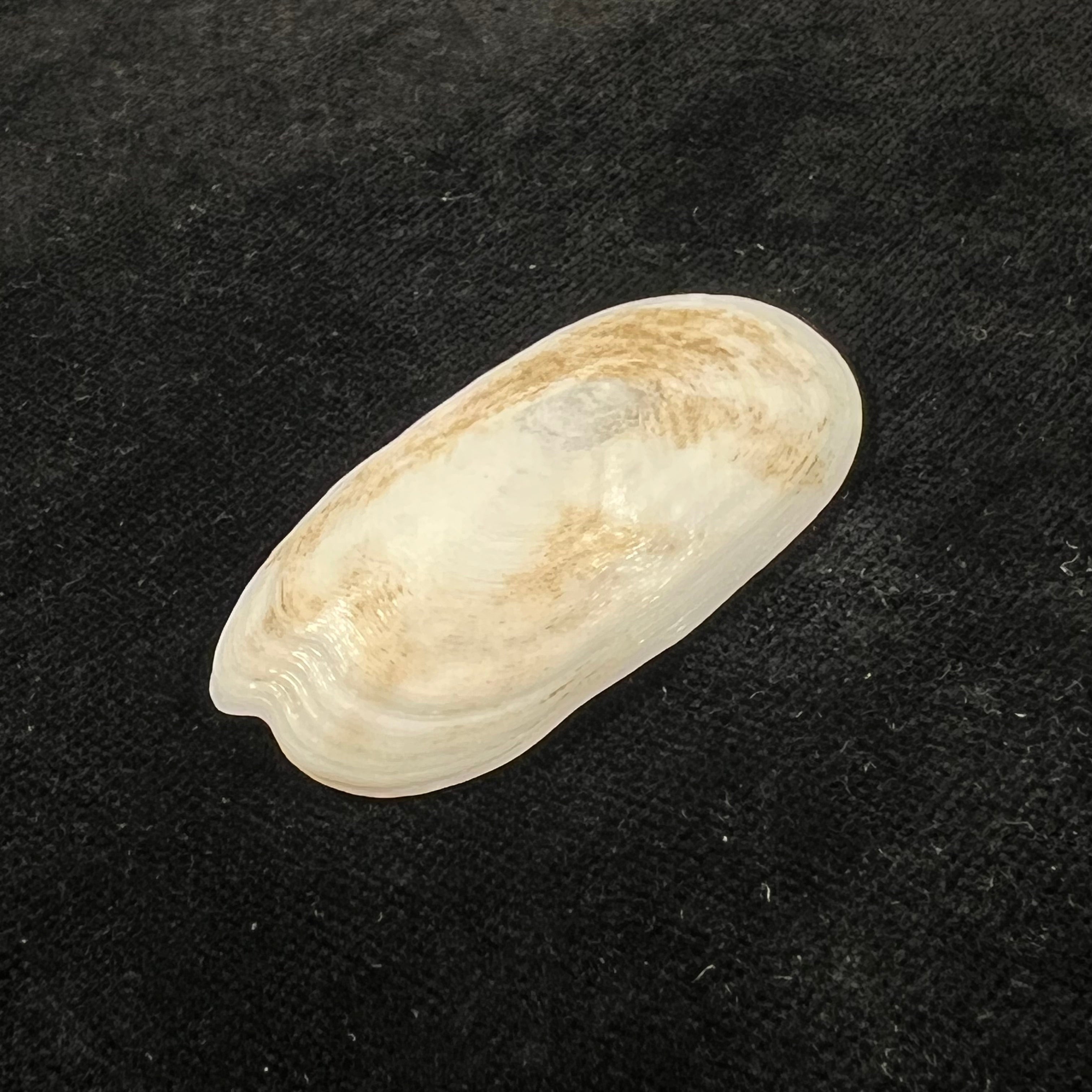 Scutus unguis (Linnaeus, 1758) - 50mm