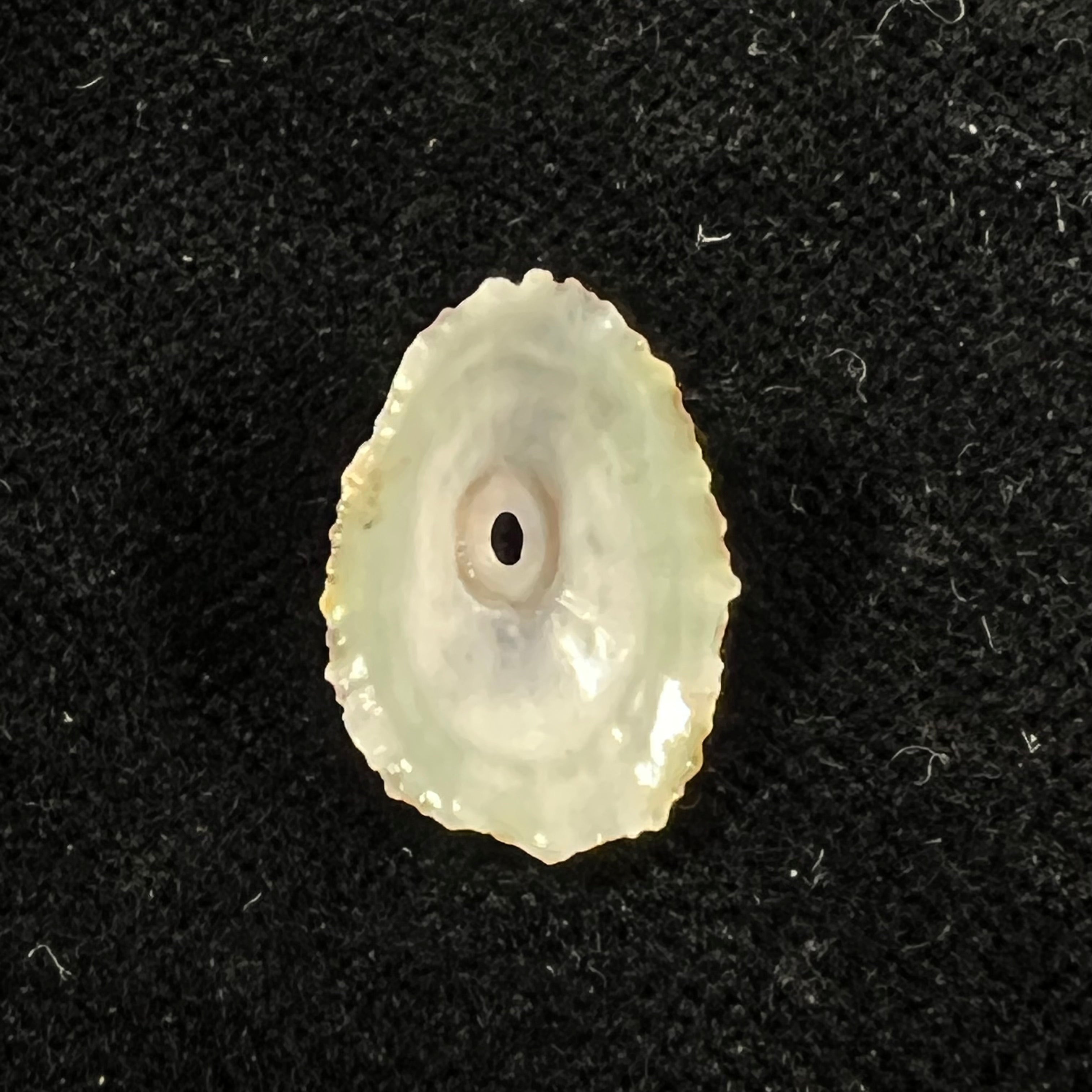 Fissurella clenchi Pérez Farfante, 1943 - 17mm