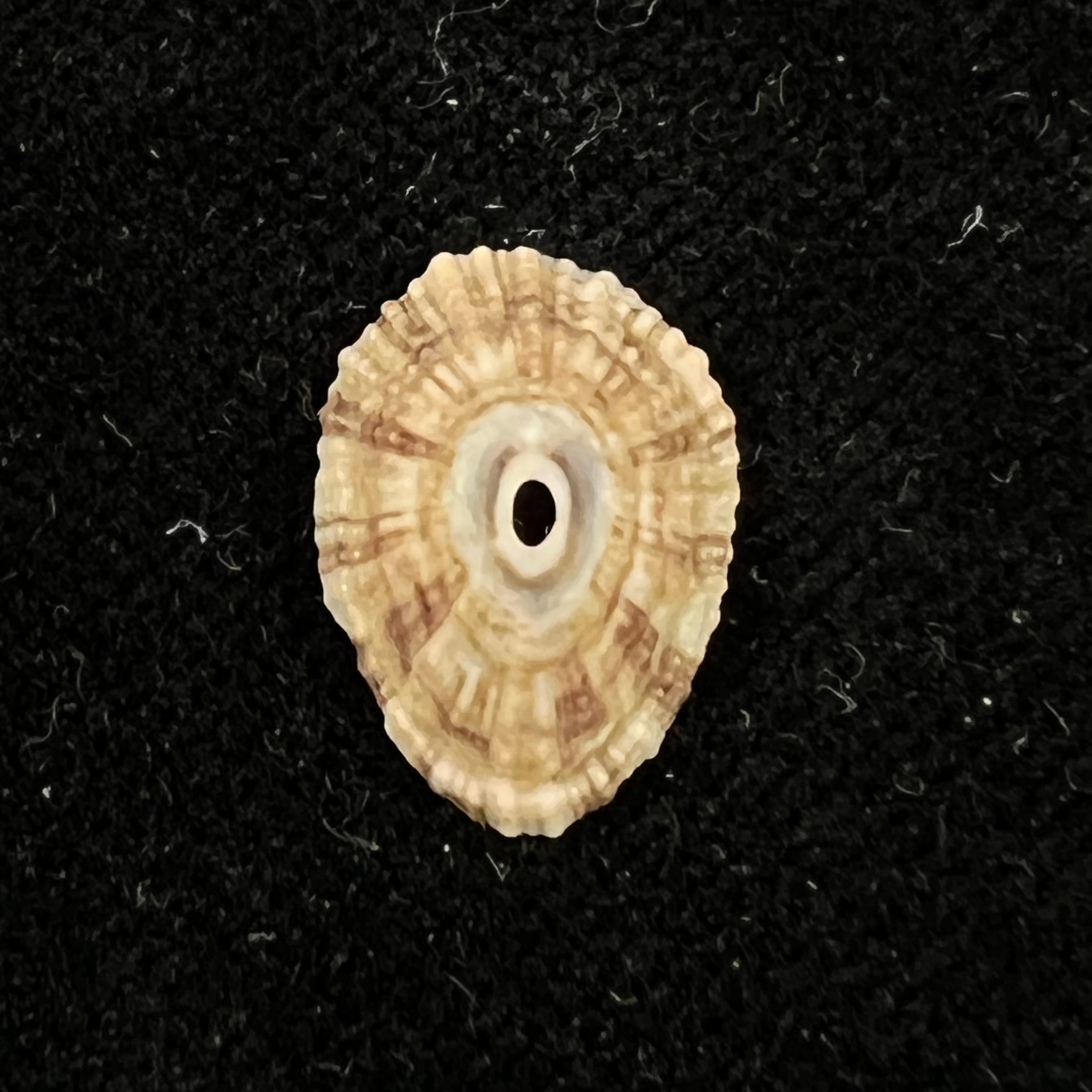 Fissurella clenchi Pérez Farfante, 1943 - 14,6mm