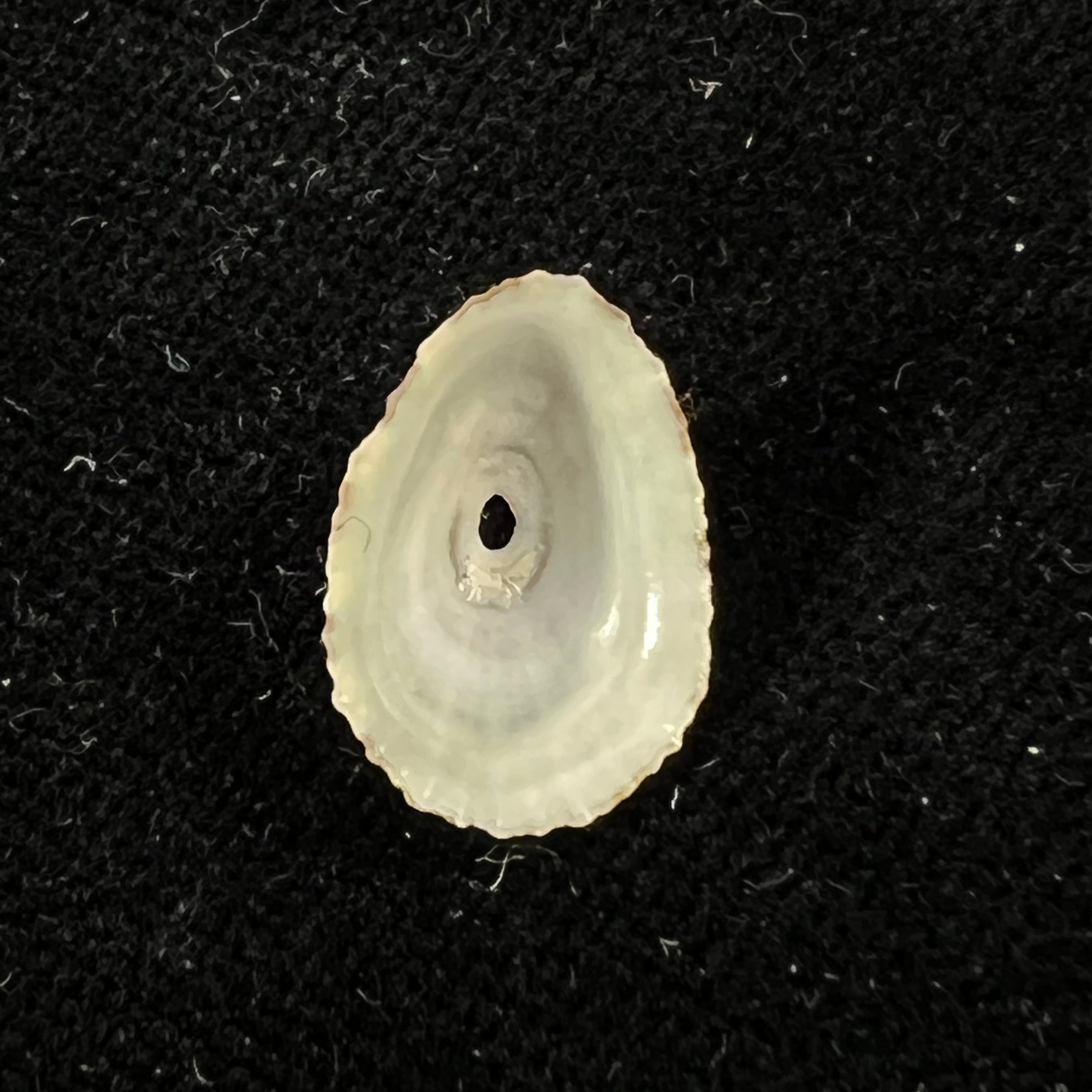 Fissurella clenchi Pérez Farfante, 1943 - 14,6mm
