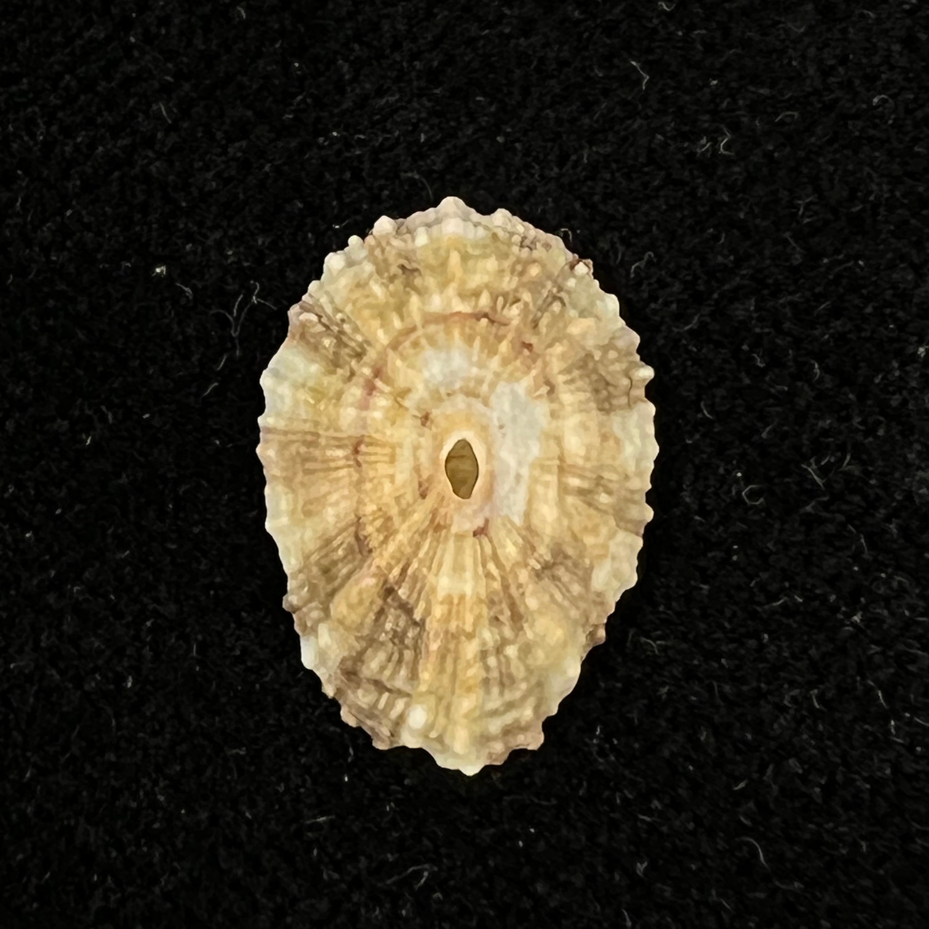 Fissurella clenchi Pérez Farfante, 1943 - 17,3mm