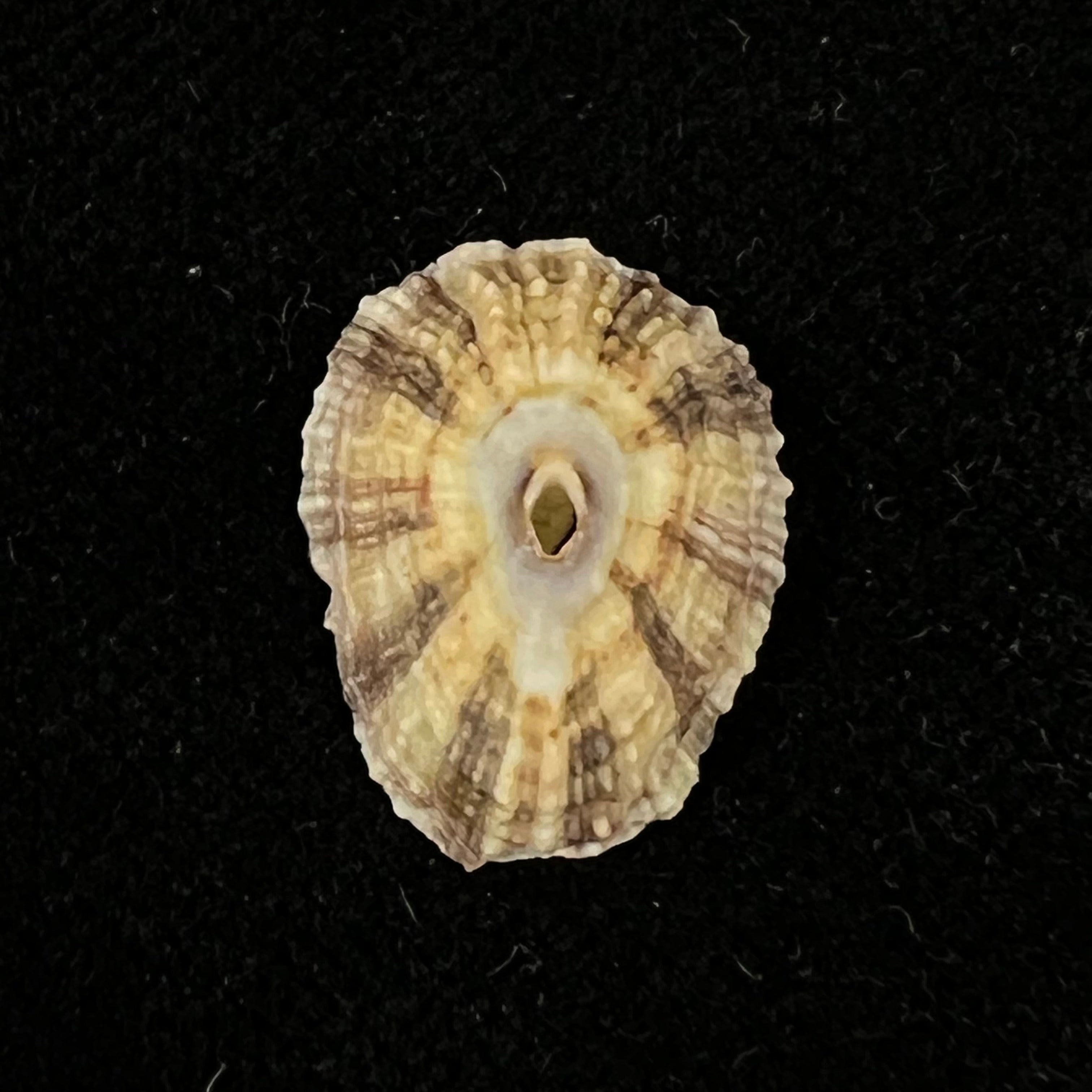 Fissurella clenchi Pérez Farfante, 1943 - 16,1mm