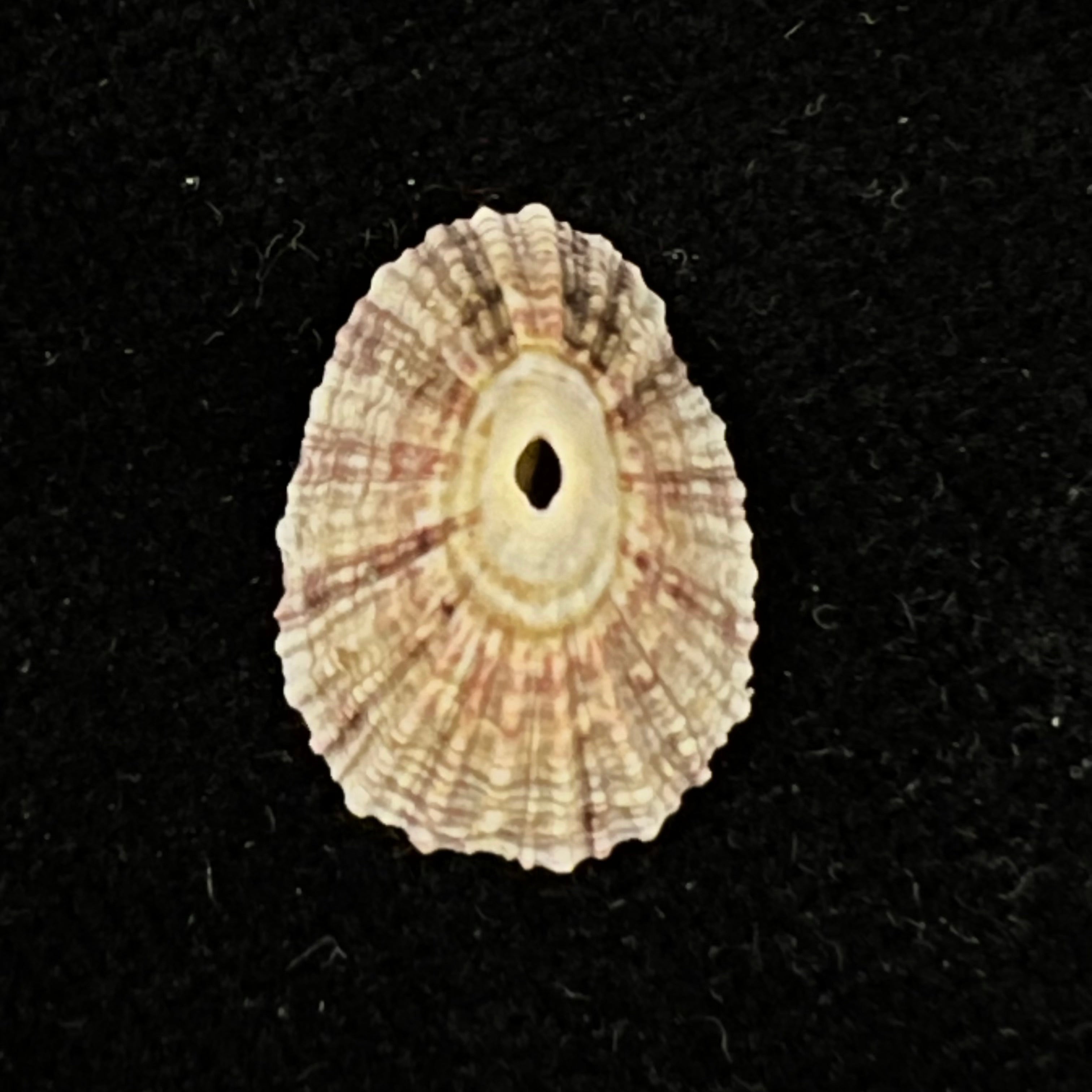 Fissurella clenchi Pérez Farfante, 1943 - 16,4mm