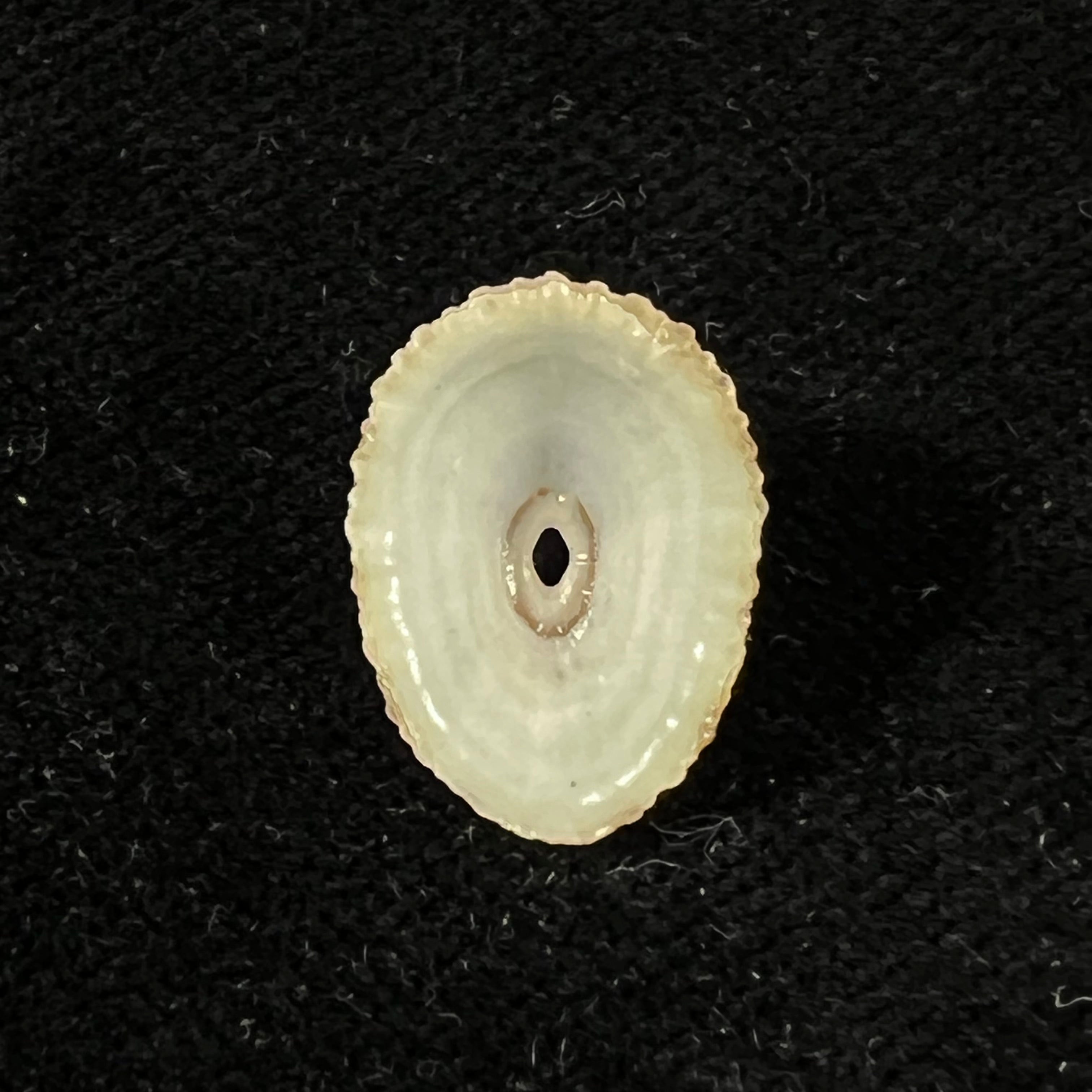 Fissurella clenchi Pérez Farfante, 1943 - 16,7mm