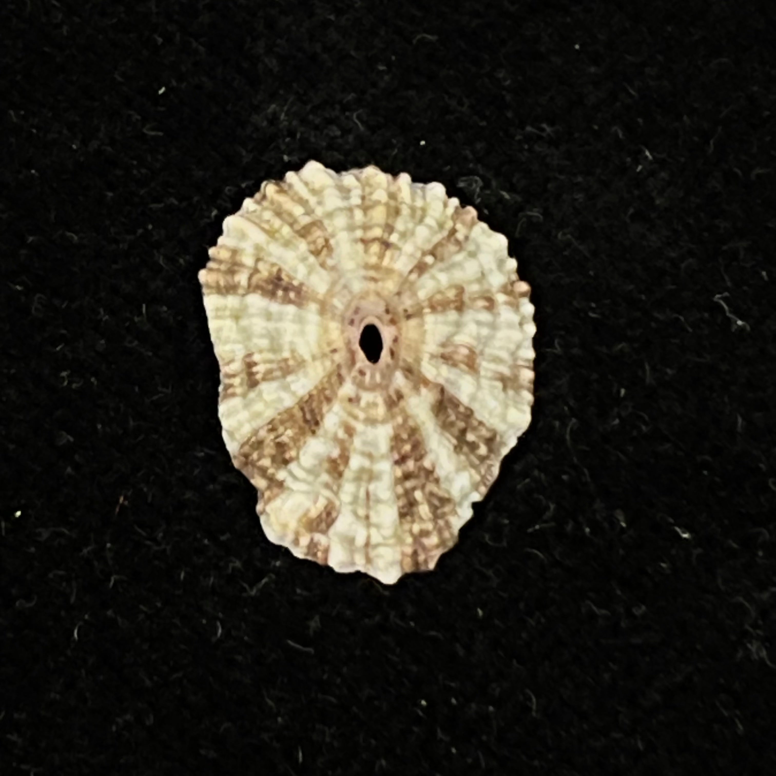 Fissurella clenchi Pérez Farfante, 1943 - 17,4mm