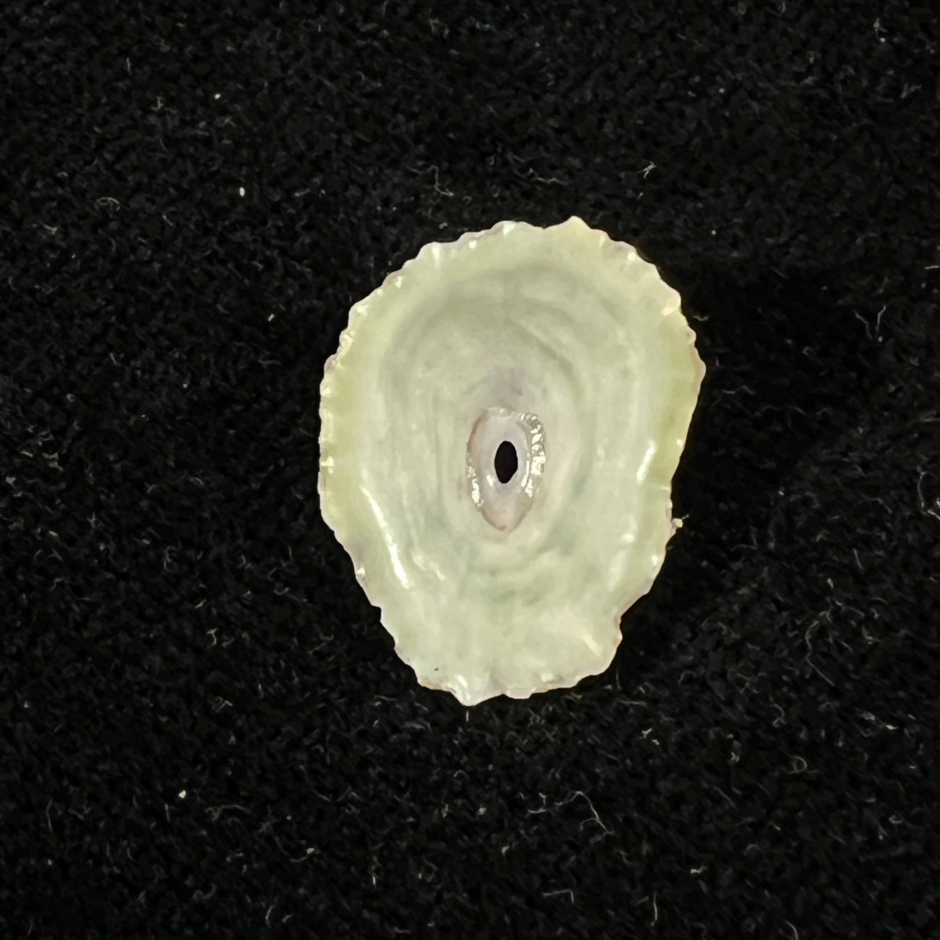 Fissurella clenchi Pérez Farfante, 1943 - 17,4mm