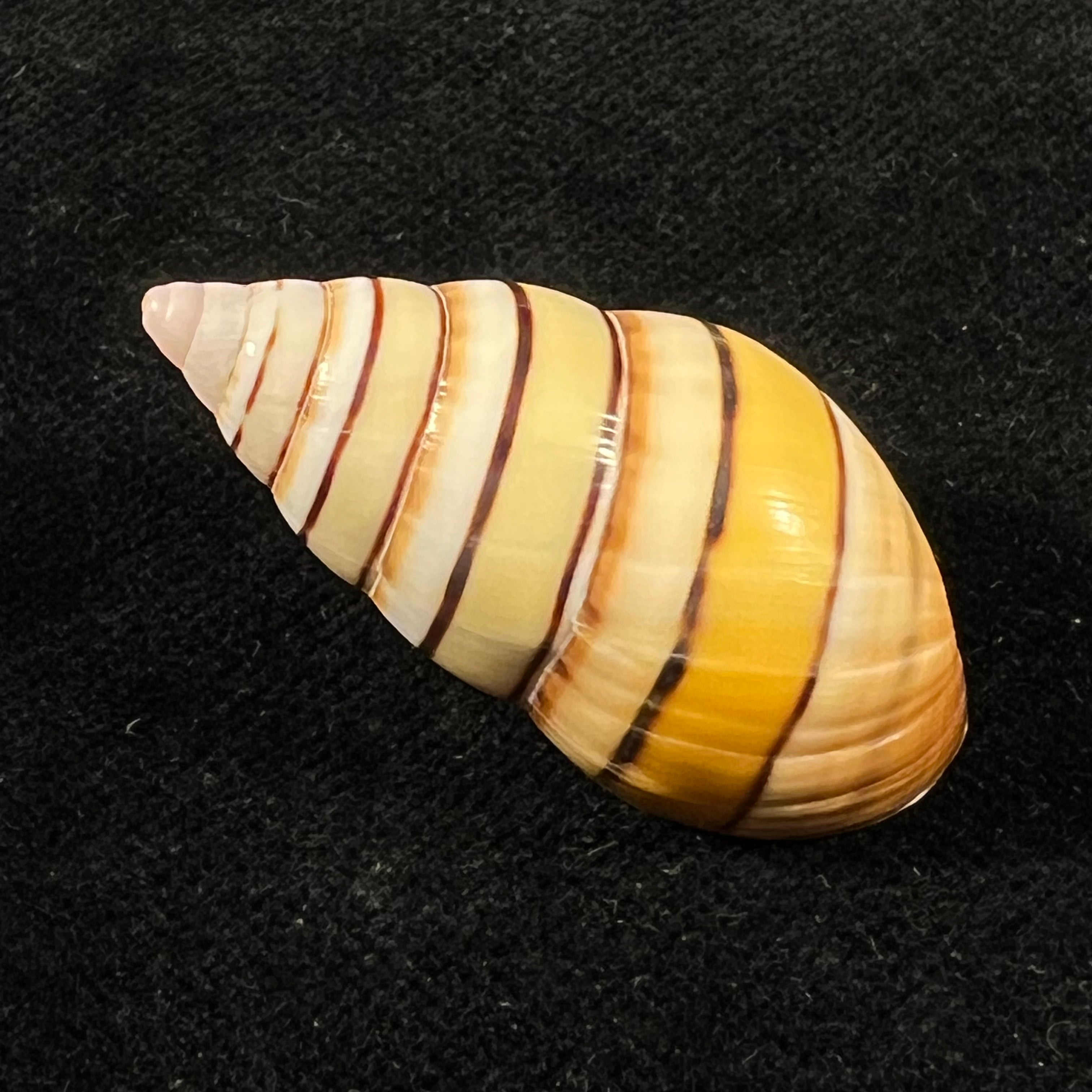 Liguus vittatus (Swainson, 1822) - 35,6mm