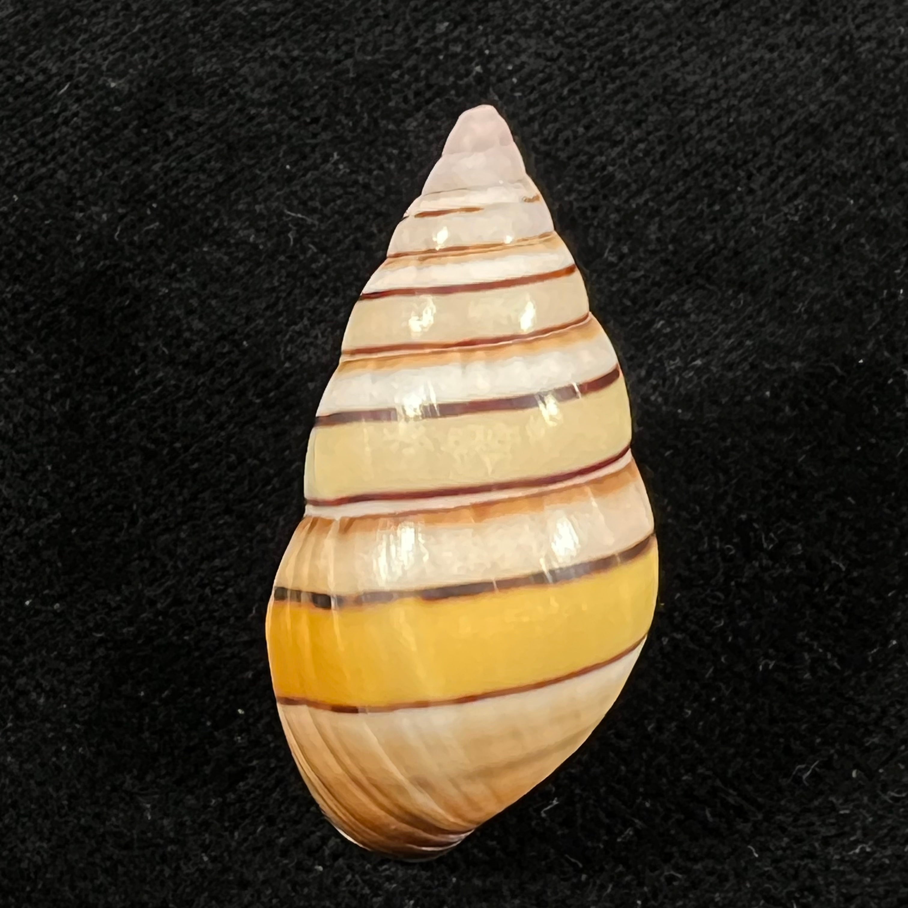 Liguus vittatus (Swainson, 1822) - 35,6mm