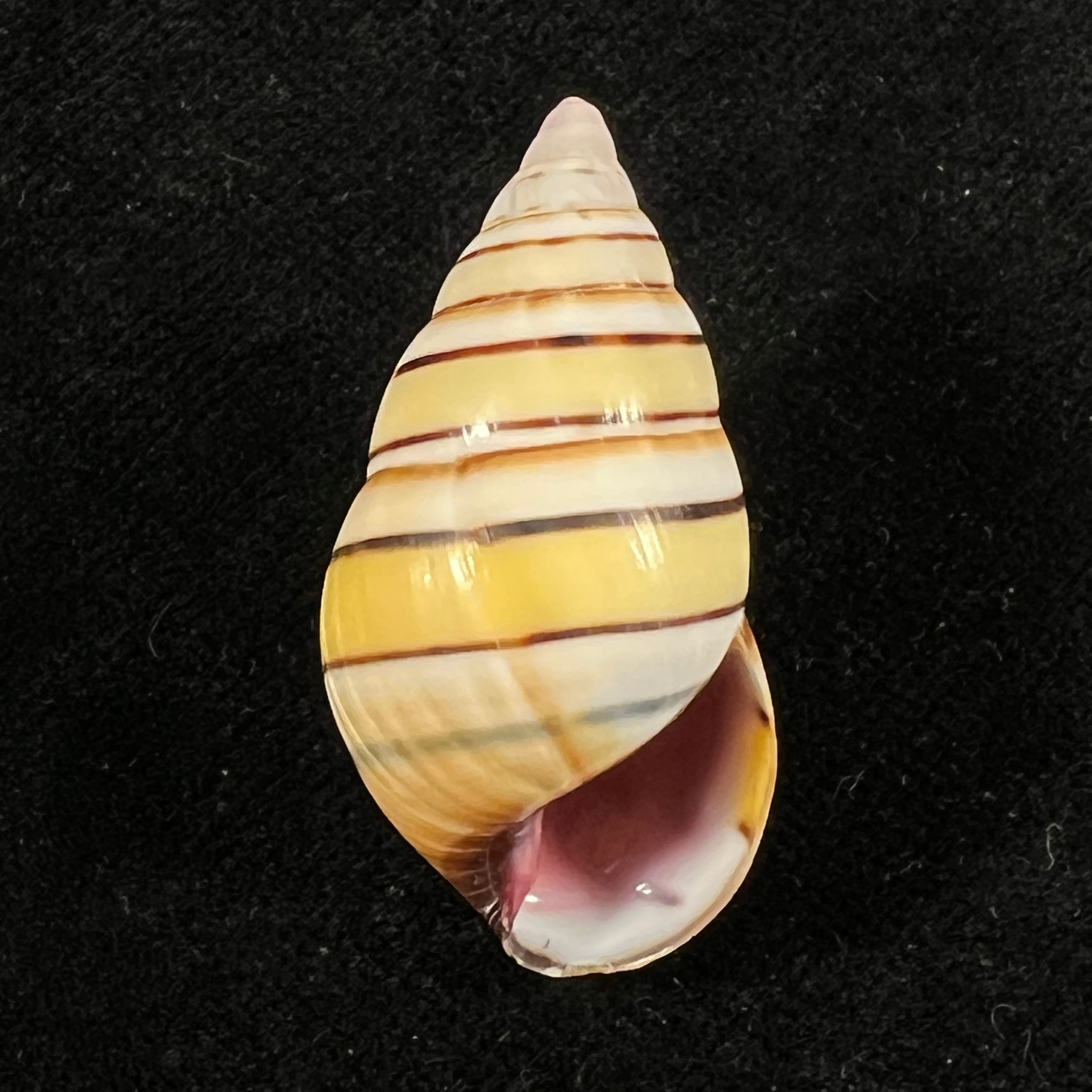 Liguus vittatus (Swainson, 1822) - 35,6mm