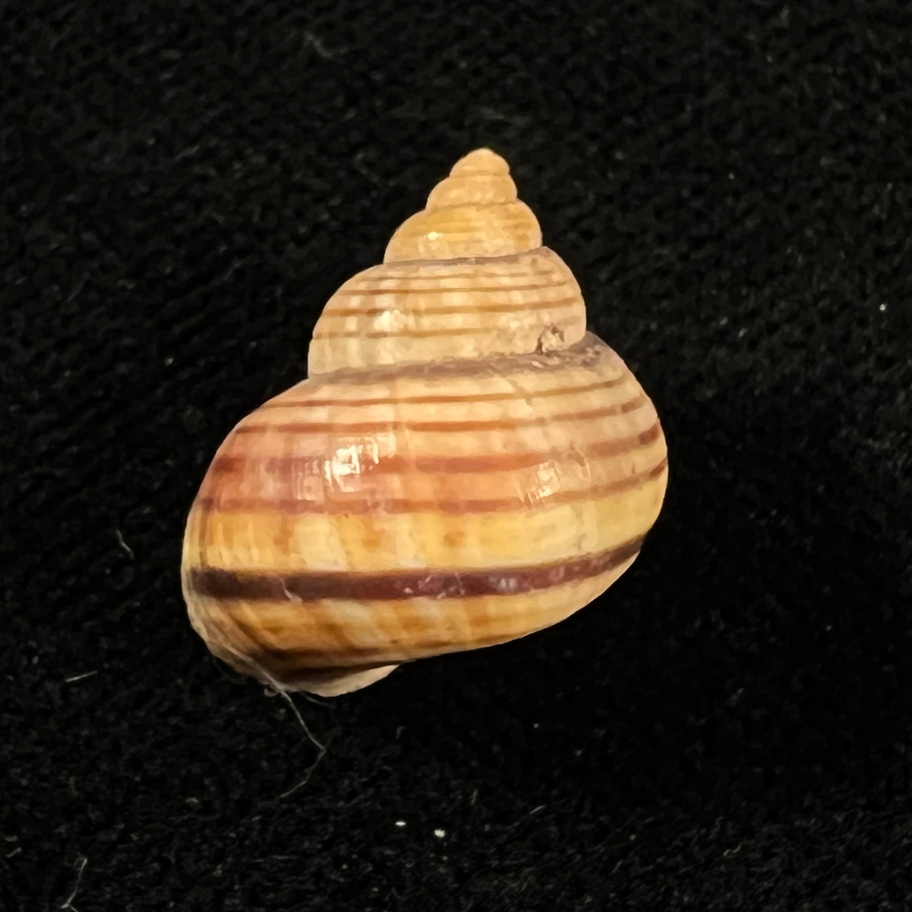 Tropidophora ligata (O. F. Müller, 1774) - 18,2mm