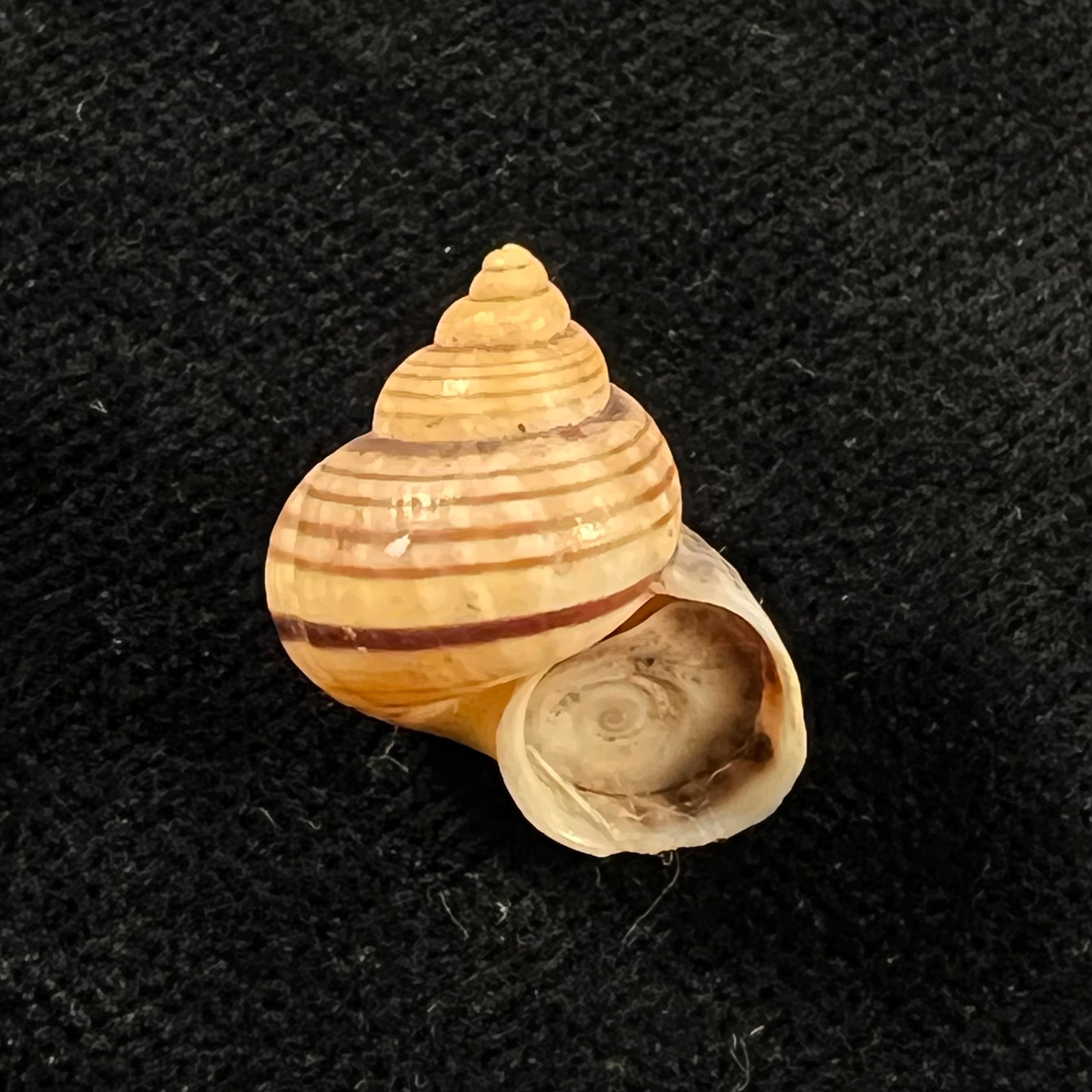 Tropidophora ligata (O. F. Müller, 1774) - 18,2mm