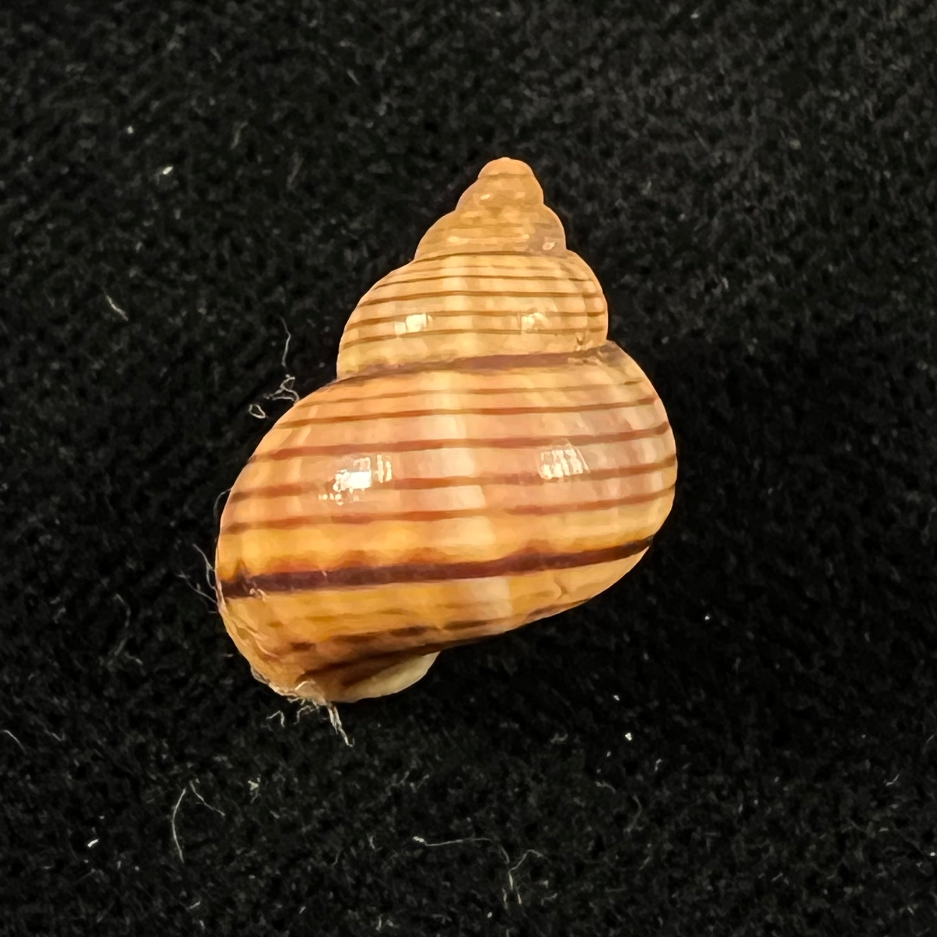 Tropidophora ligata (O. F. Müller, 1774) - 17,1mm