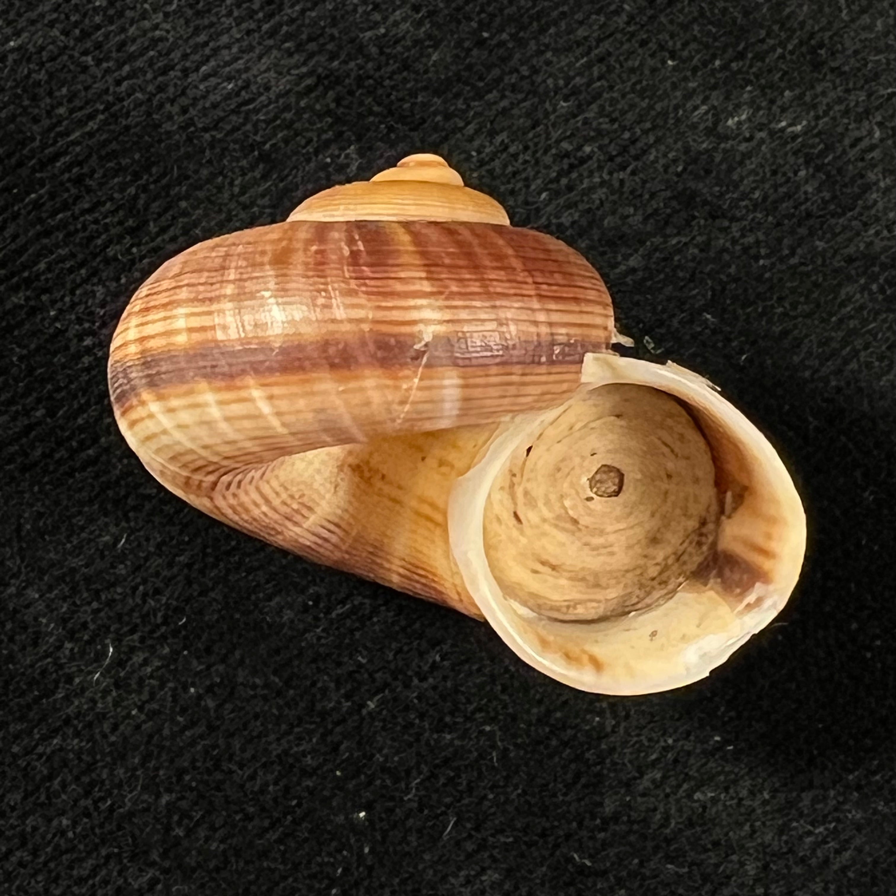 Tropidophora thesauri Fischer-Piette, 1949 - 33,5mm