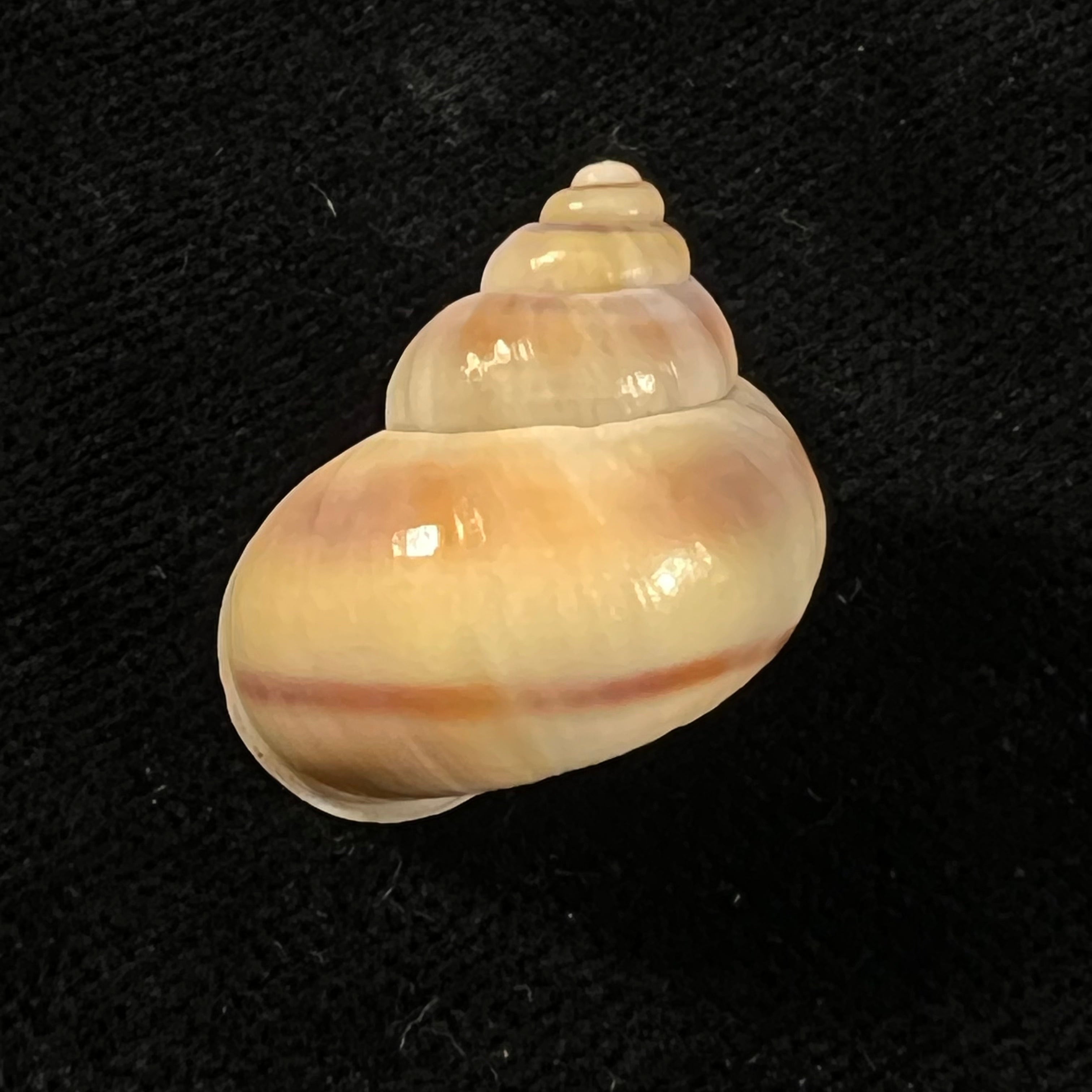 Tropidophora coquandiana (Petit de la Saussaye, 1841) - 24,5mm