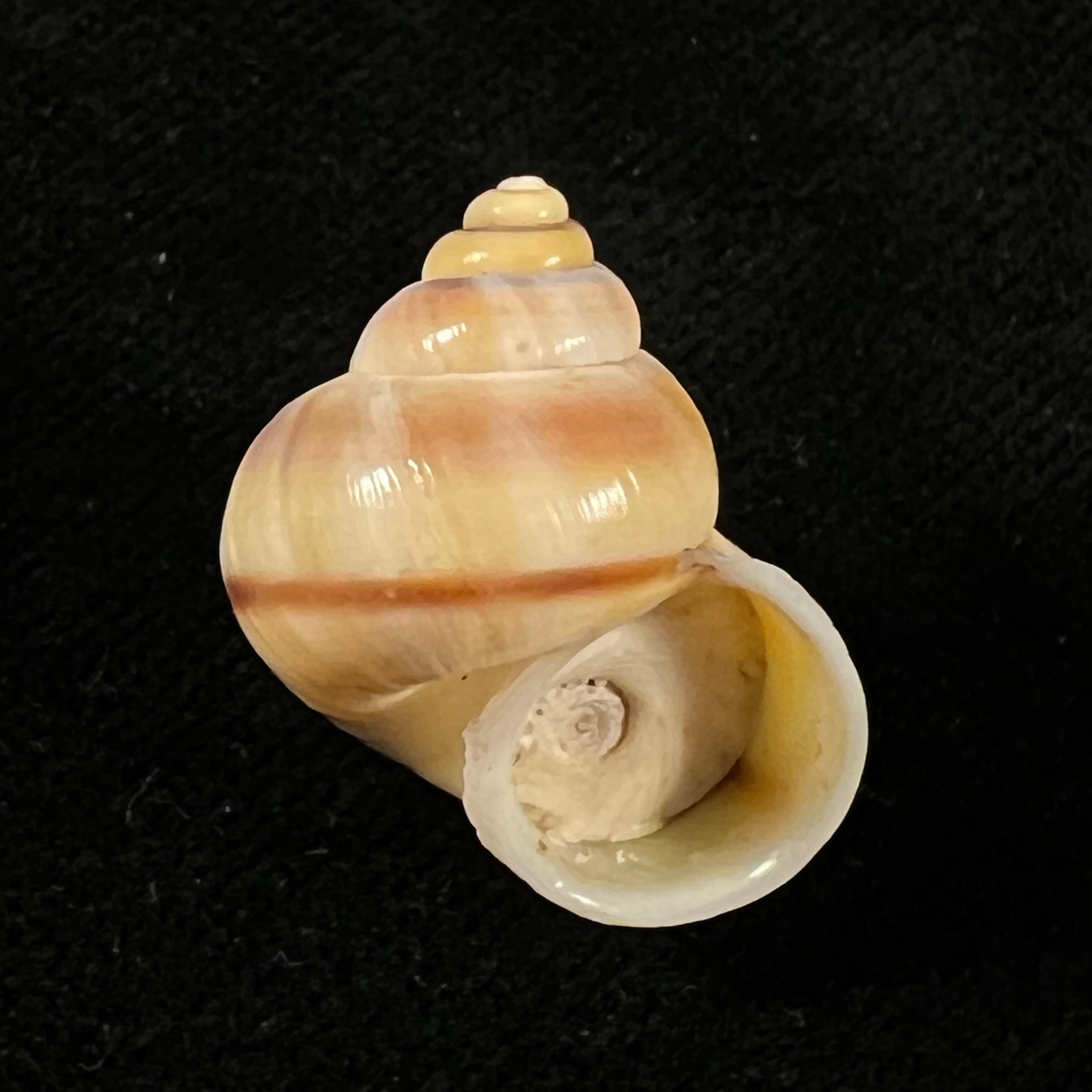 Tropidophora coquandiana (Petit de la Saussaye, 1841) - 24,5mm
