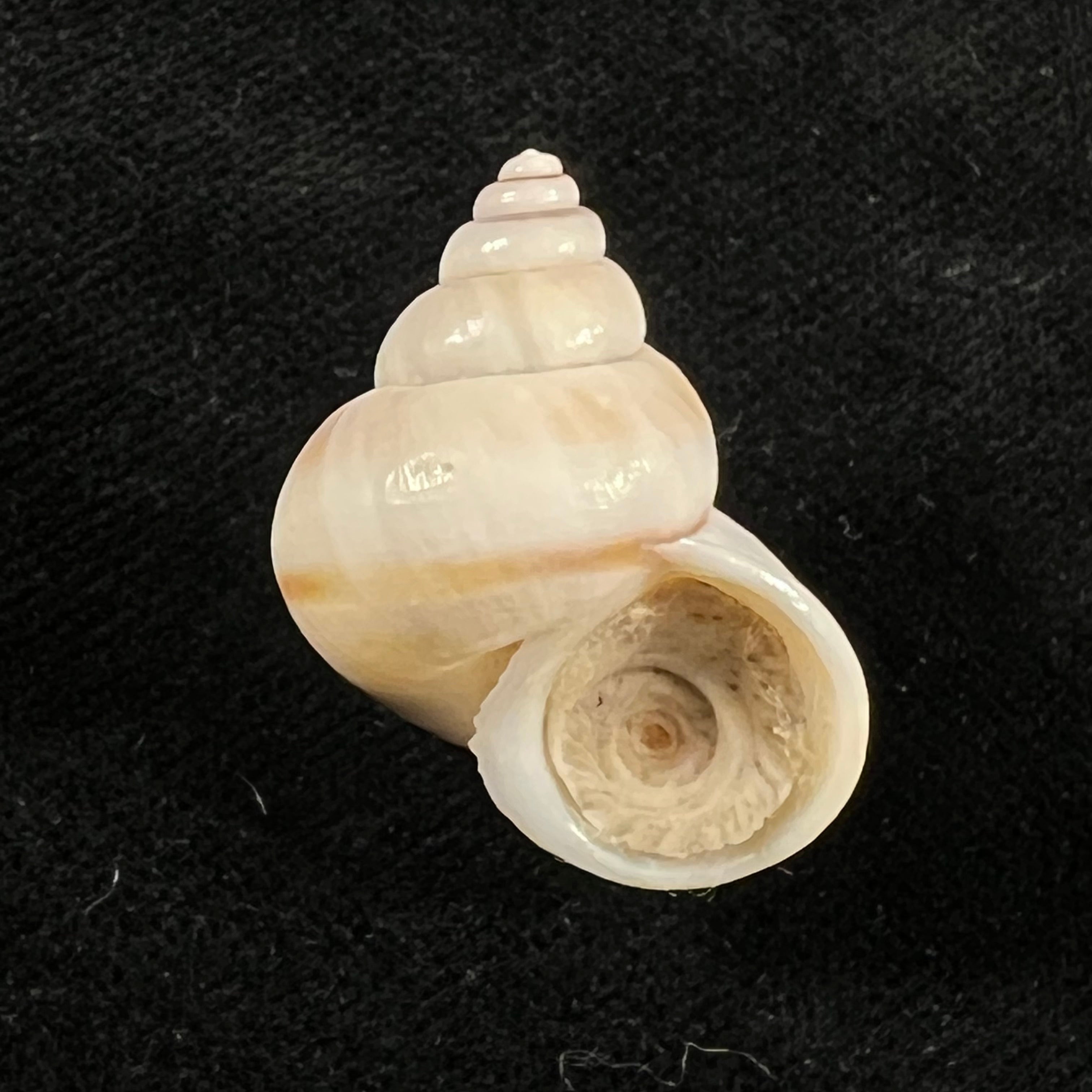 Tropidophora coquandiana (Petit de la Saussaye, 1841) - 28mm