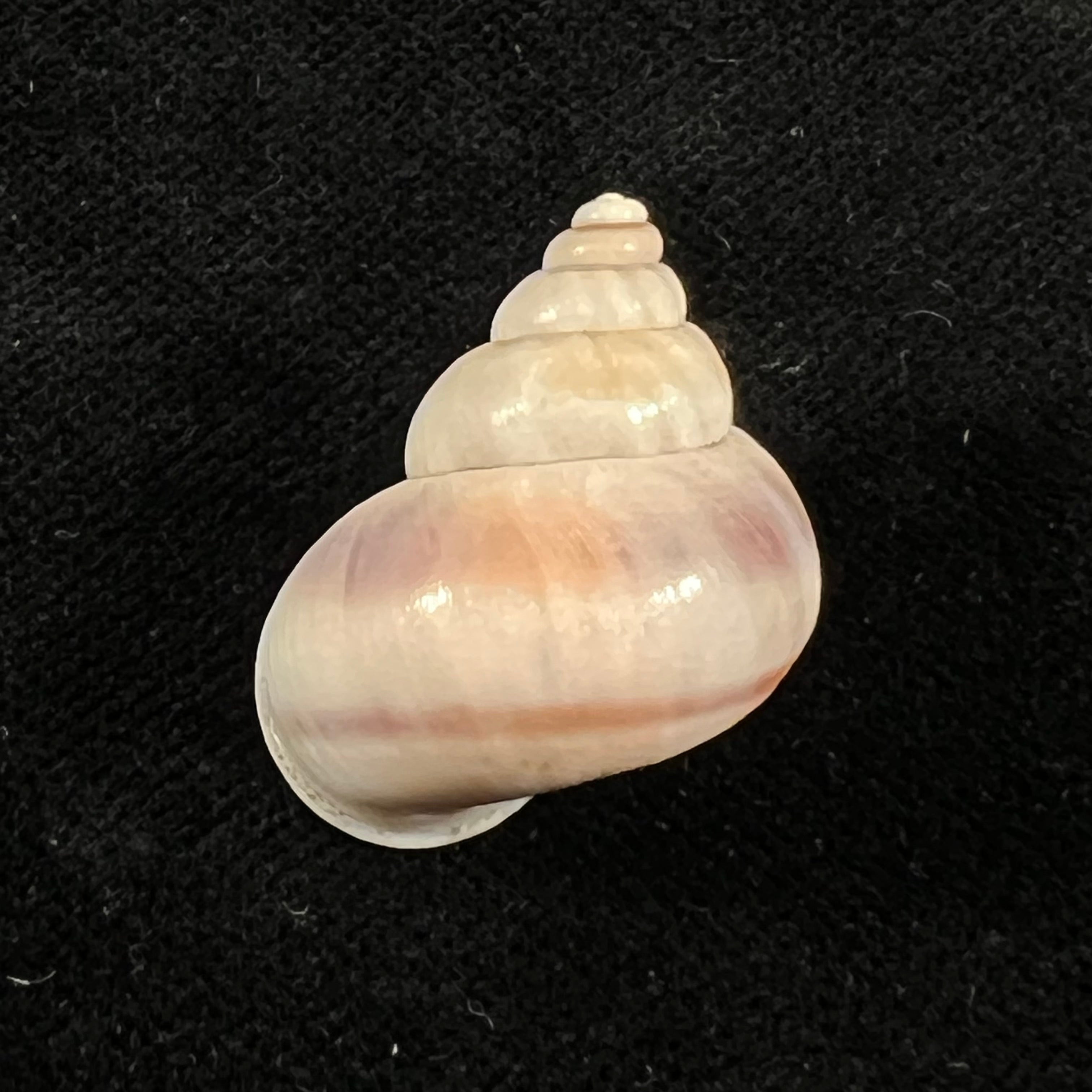 Tropidophora coquandiana (Petit de la Saussaye, 1841) - 26,3mm