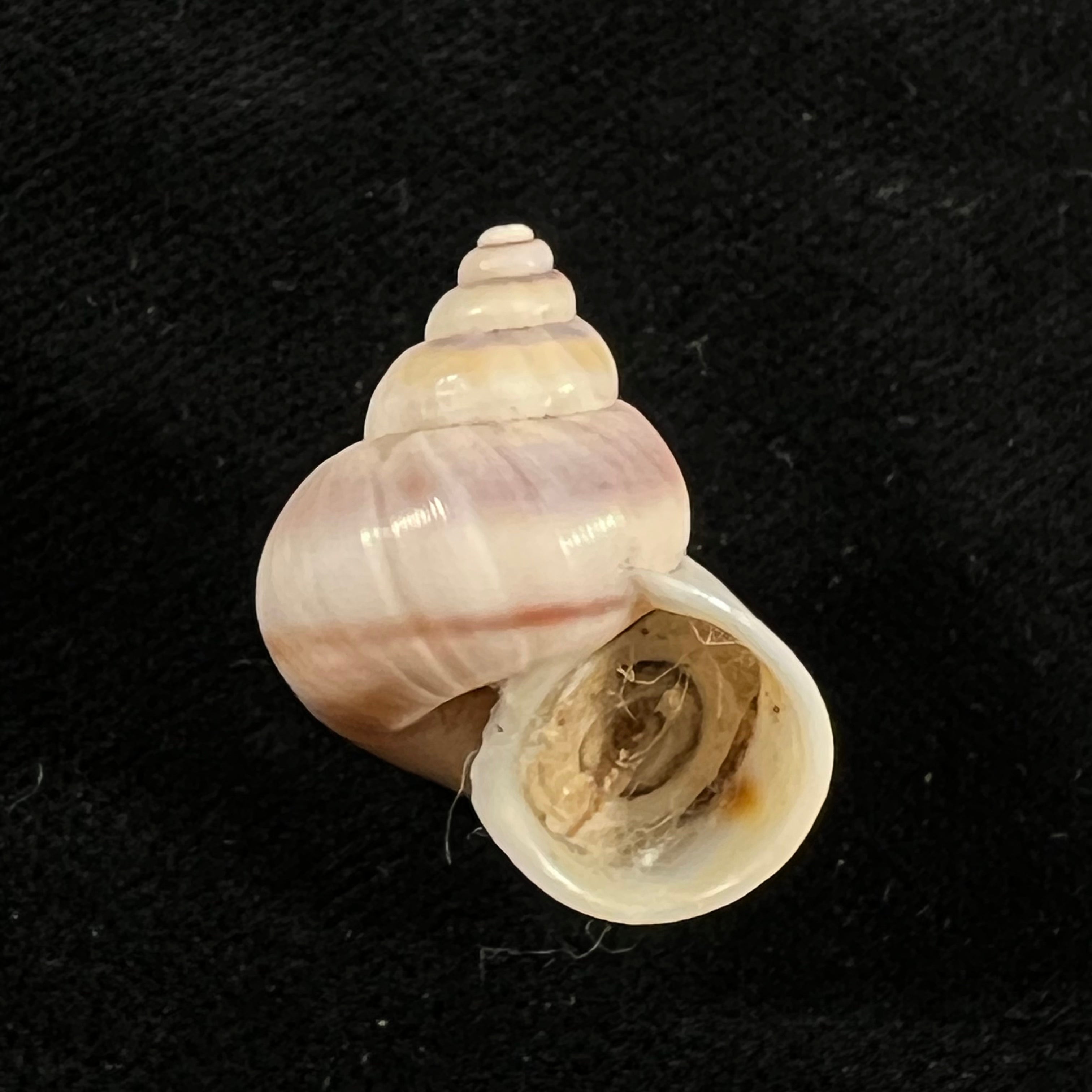Tropidophora coquandiana (Petit de la Saussaye, 1841) - 26,3mm